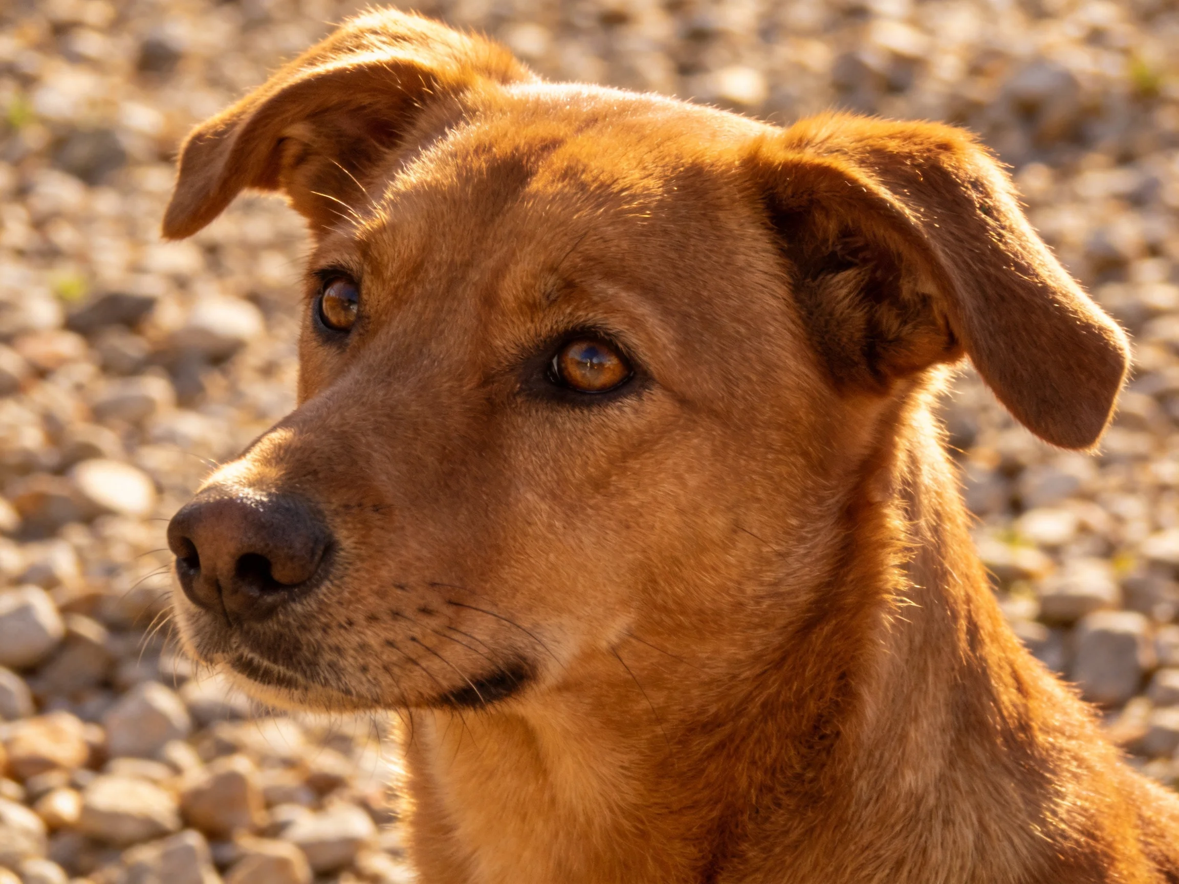 A reddish-brown dog attentively gazes in a gravel-filled outdoor area.