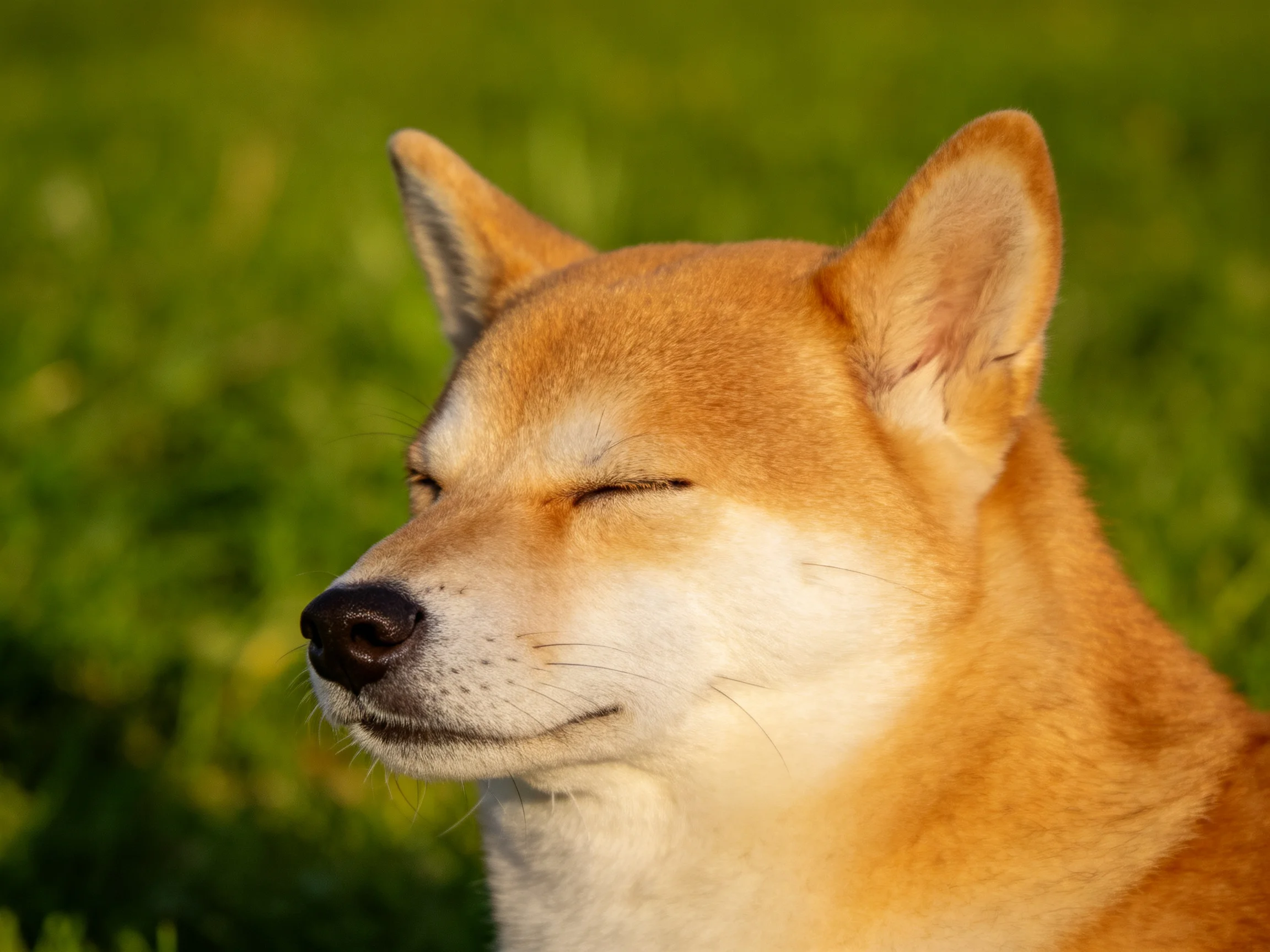A serene tan Shiba Inu resting with eyes closed in lush green grass