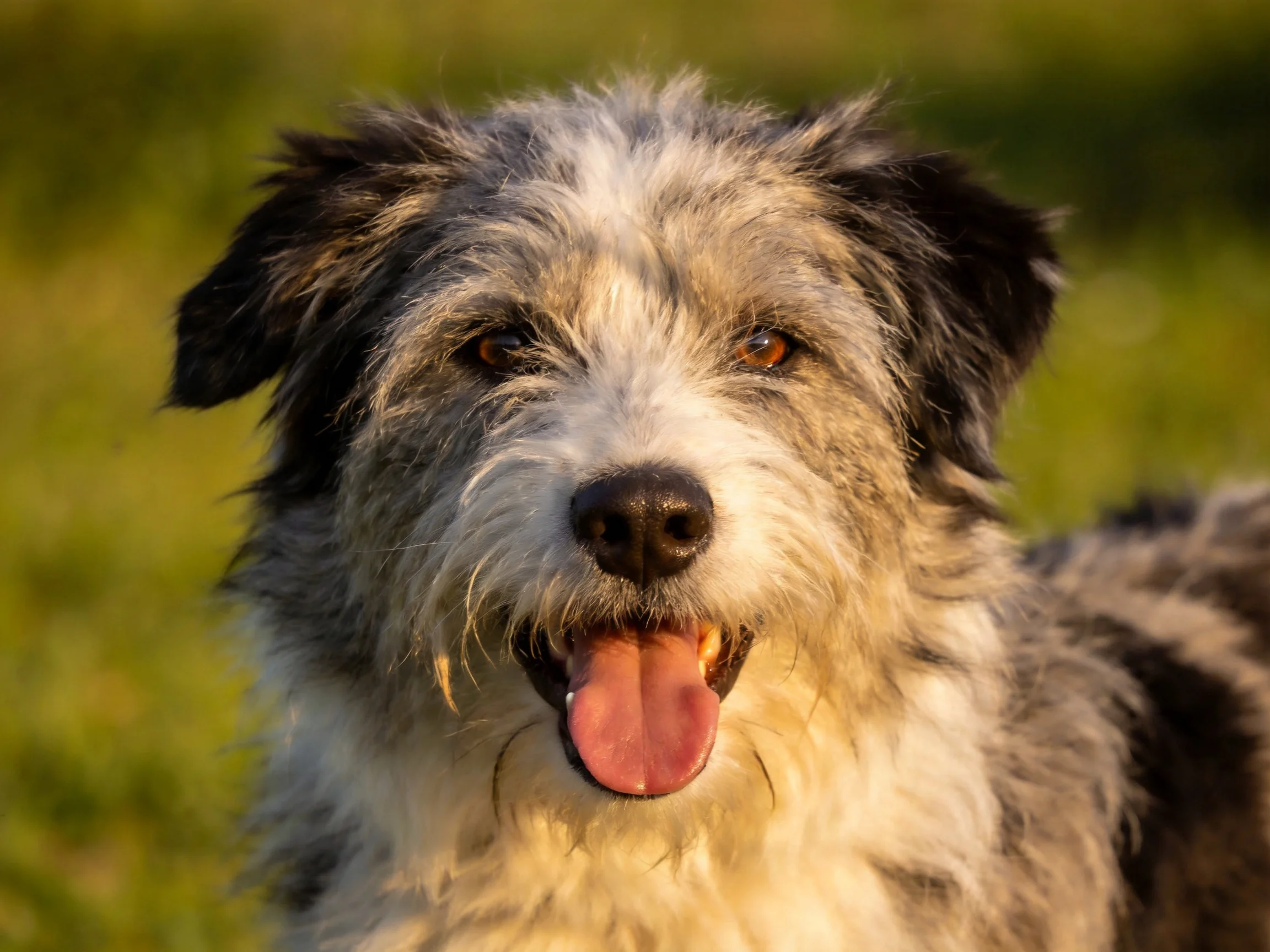 A shaggy black-and-white dog panting in a sunlit outdoor area