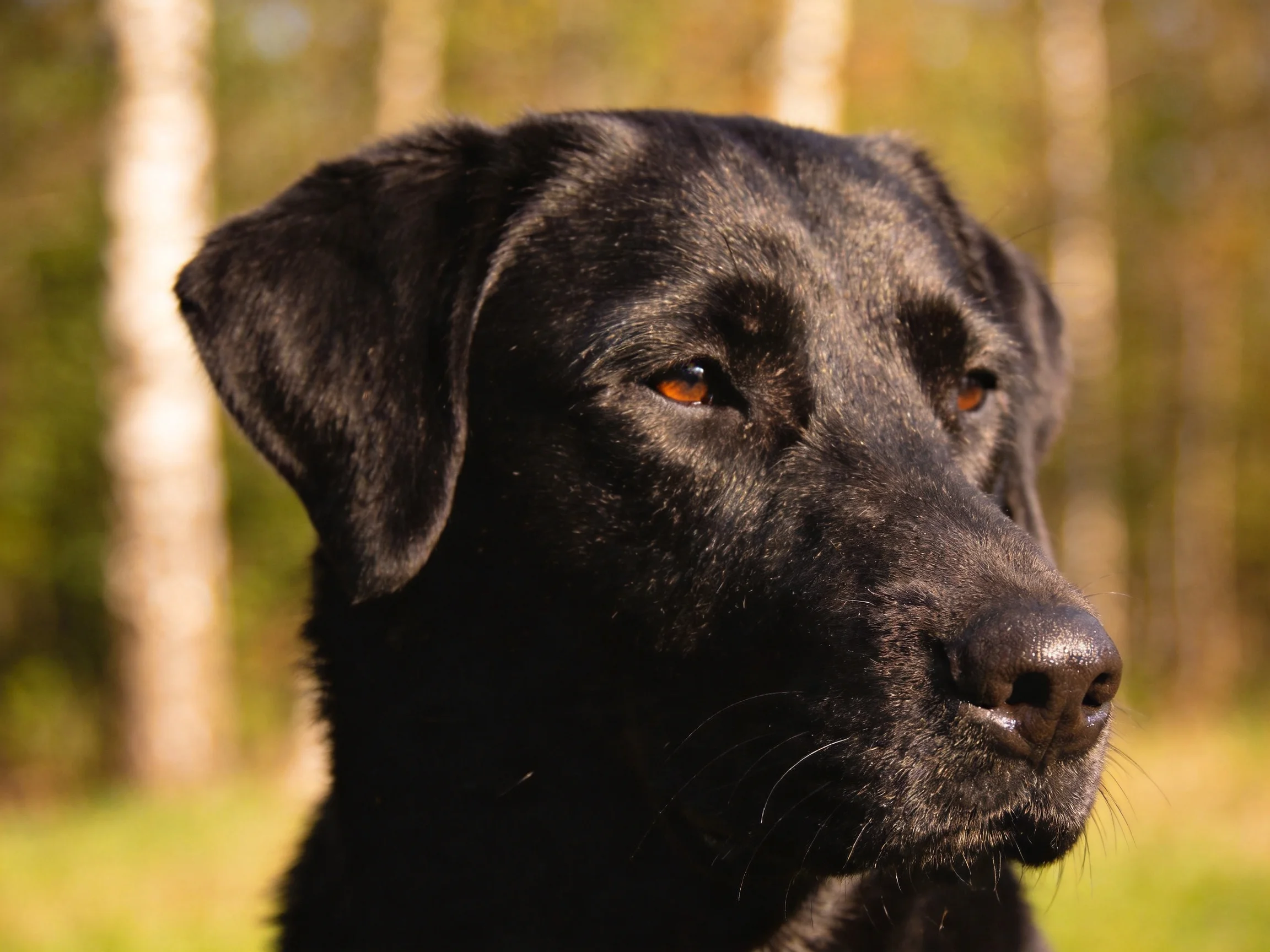 A sleek black Labrador gazes thoughtfully into the distance