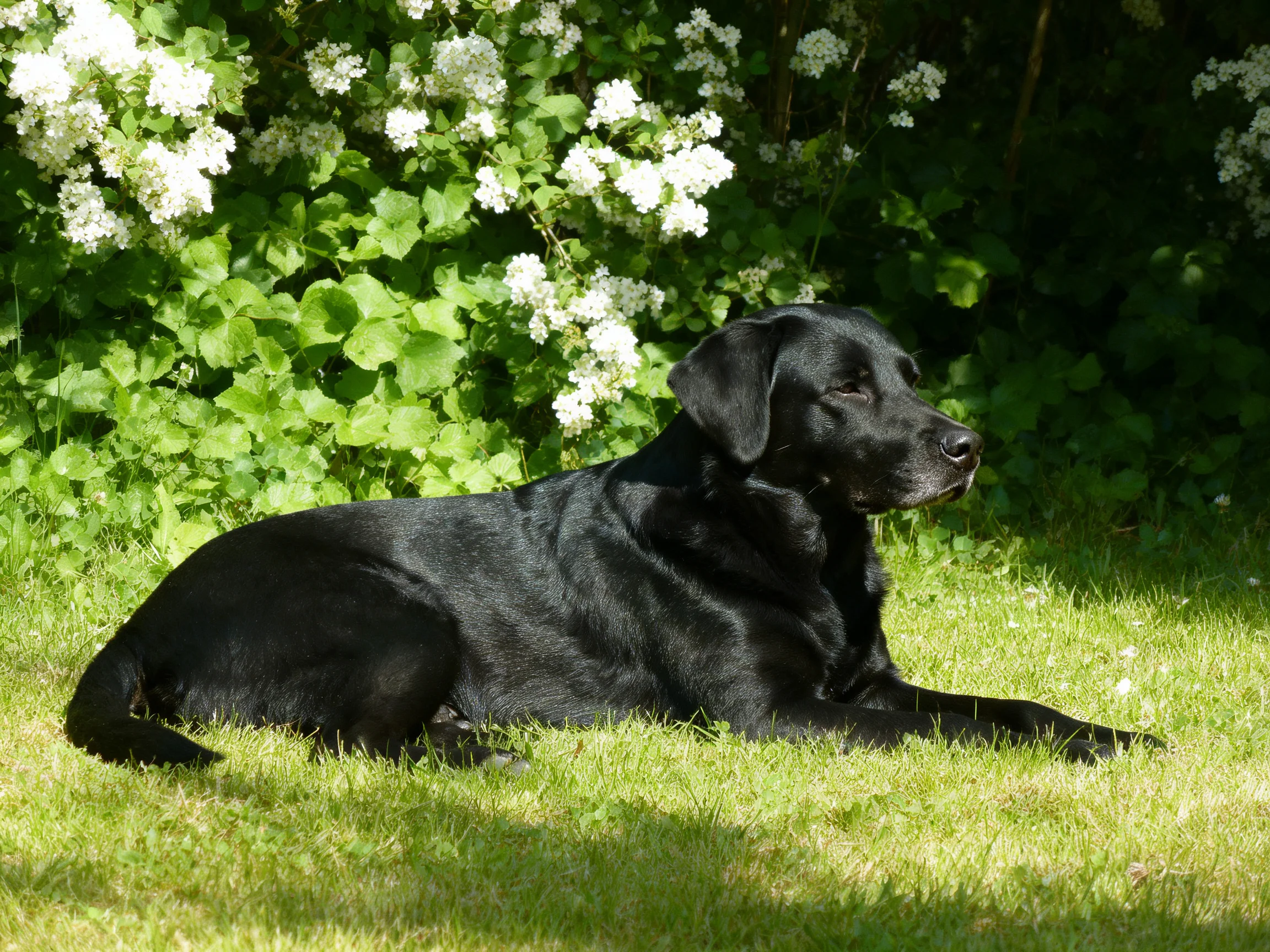 A black dog relaxes on grass beside blooming white bushes.