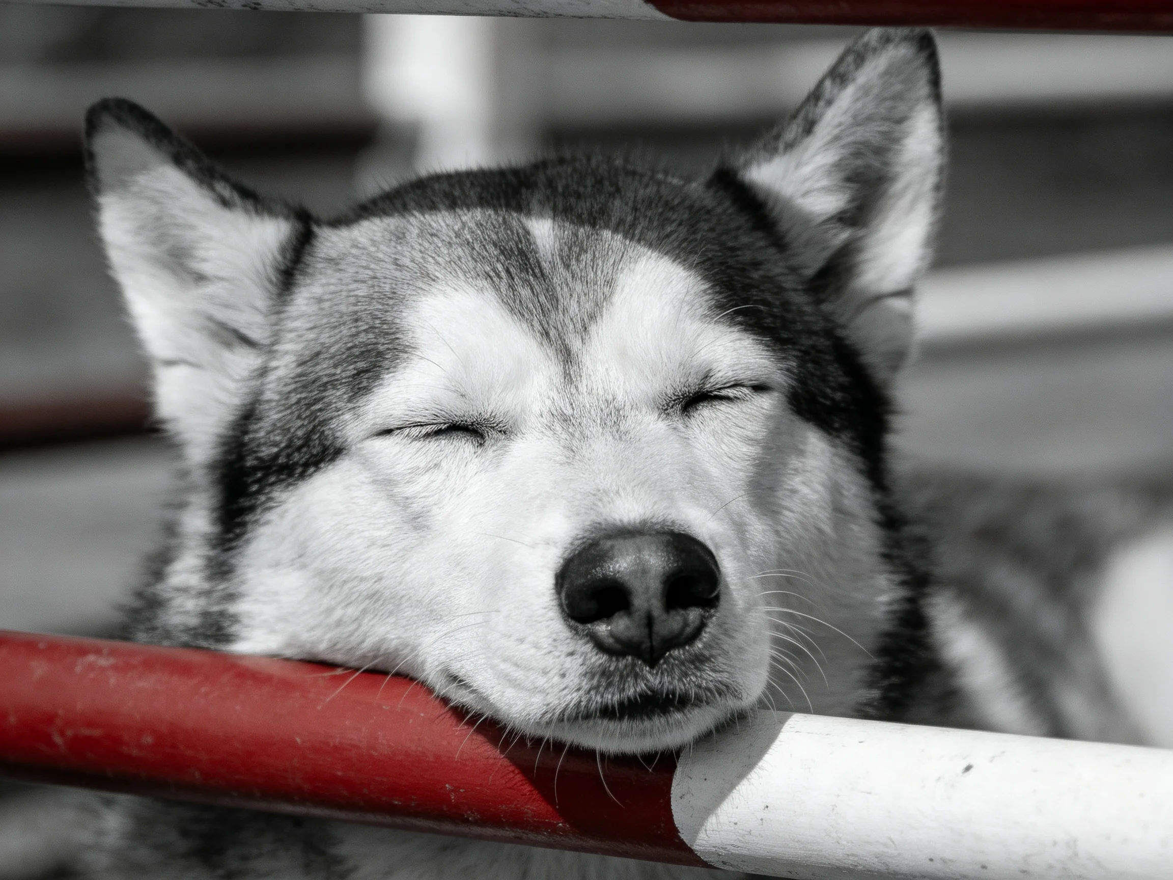 A sleepy Siberian Husky rests against red and white metal bars