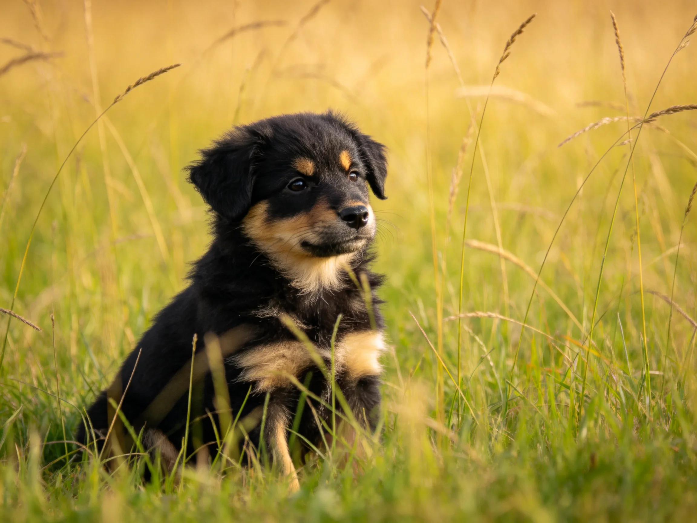 A small black and tan puppy sitting in golden-green grass