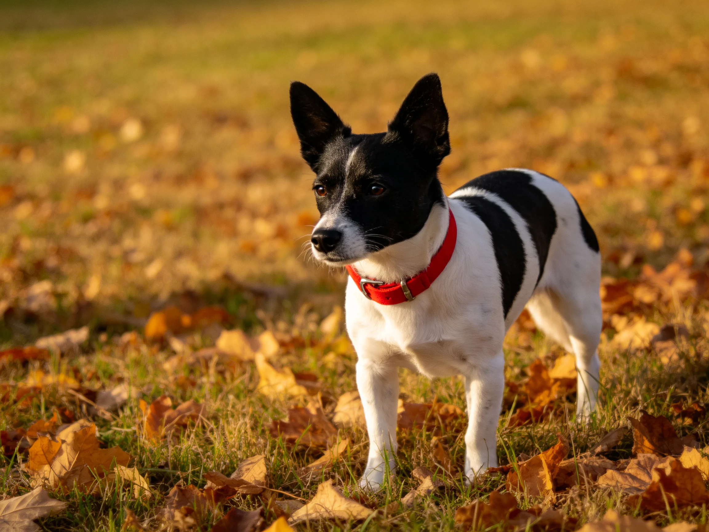 A small black-and-white dog with a red collar stands amid scattered autumn leaves in an outdoor setting.