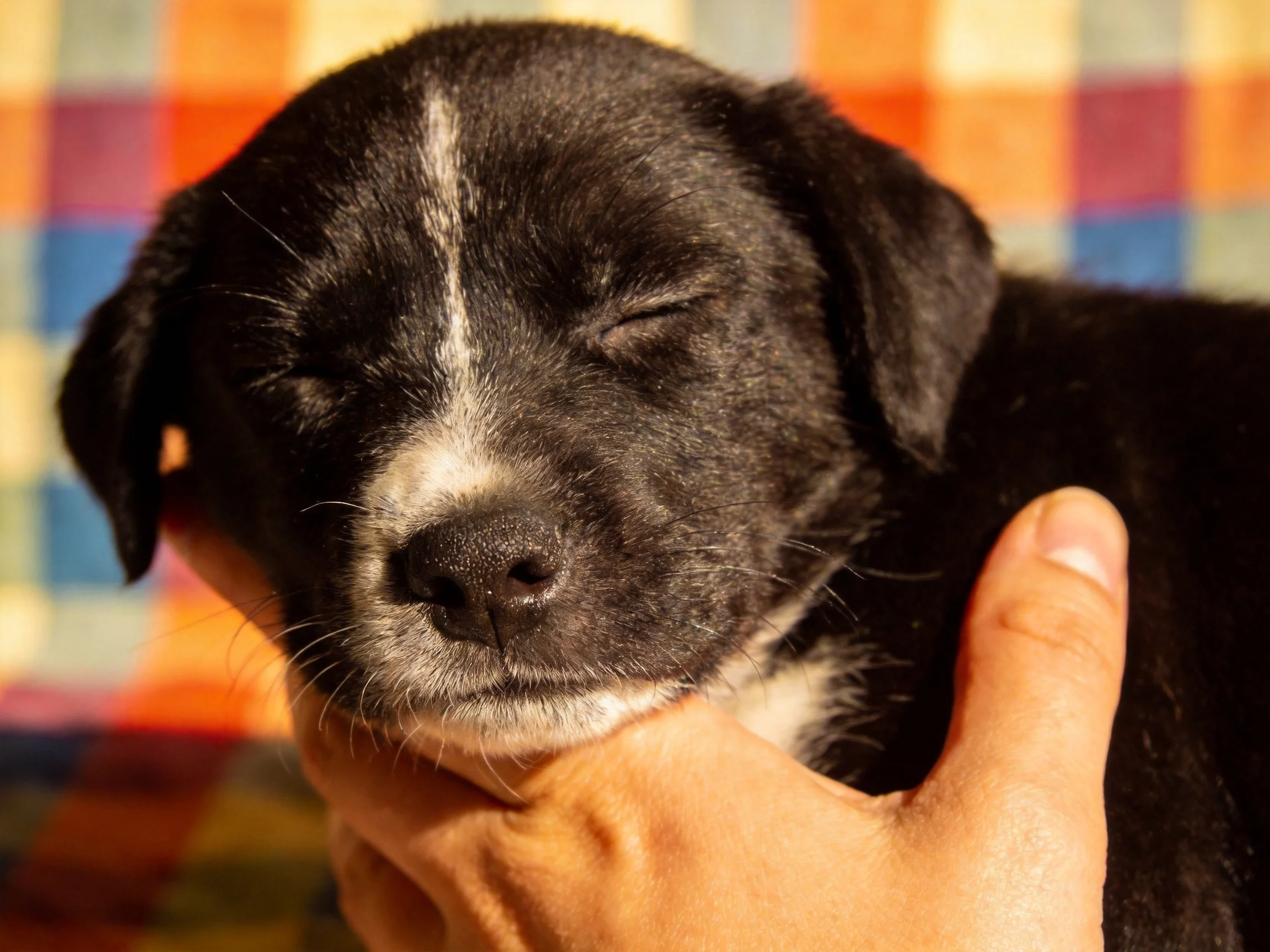 A small black and white puppy is gently held with a colorful plaid fabric in the background.
