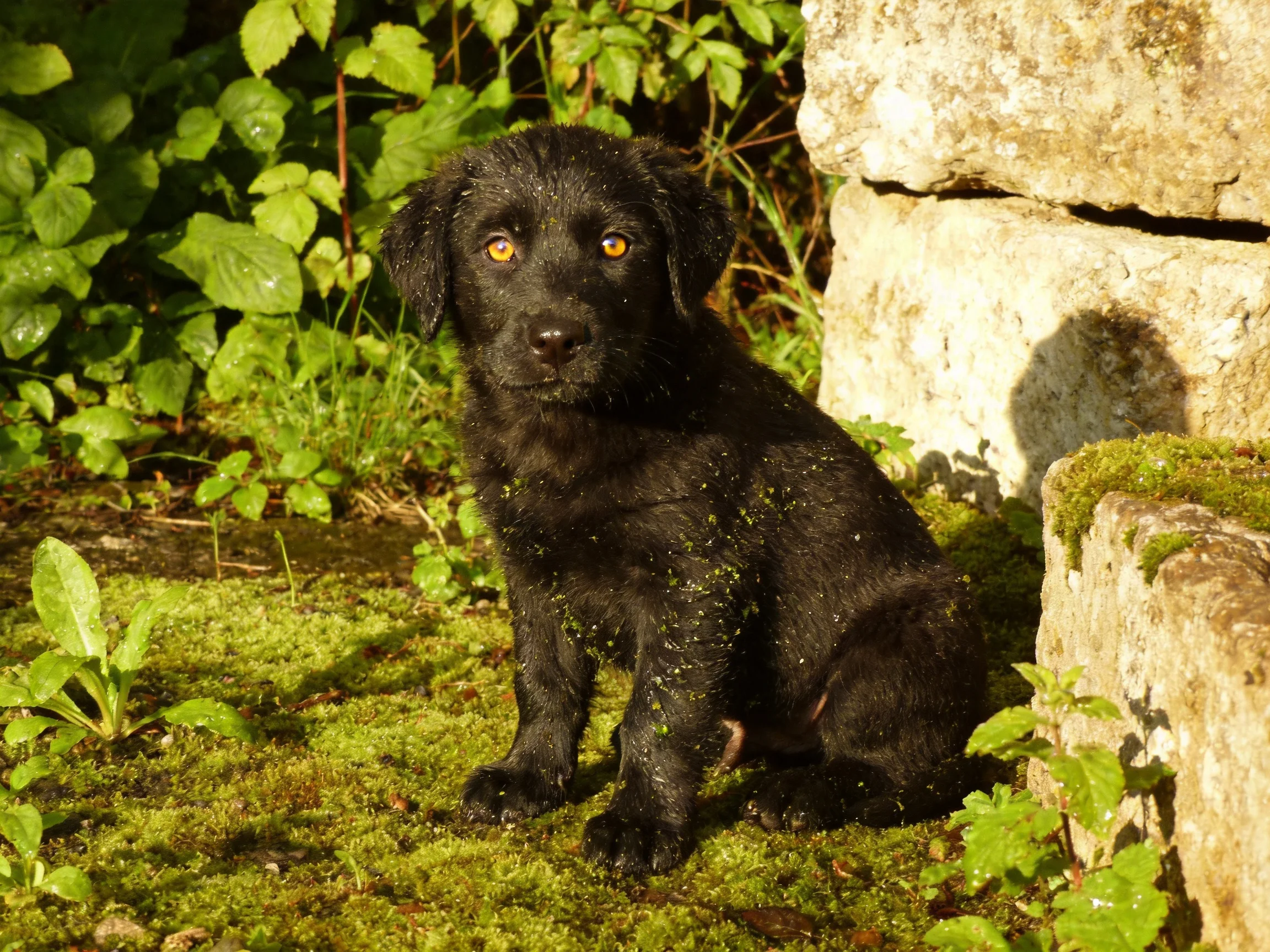 A small black puppy sits on mossy ground beside a stone wall.
