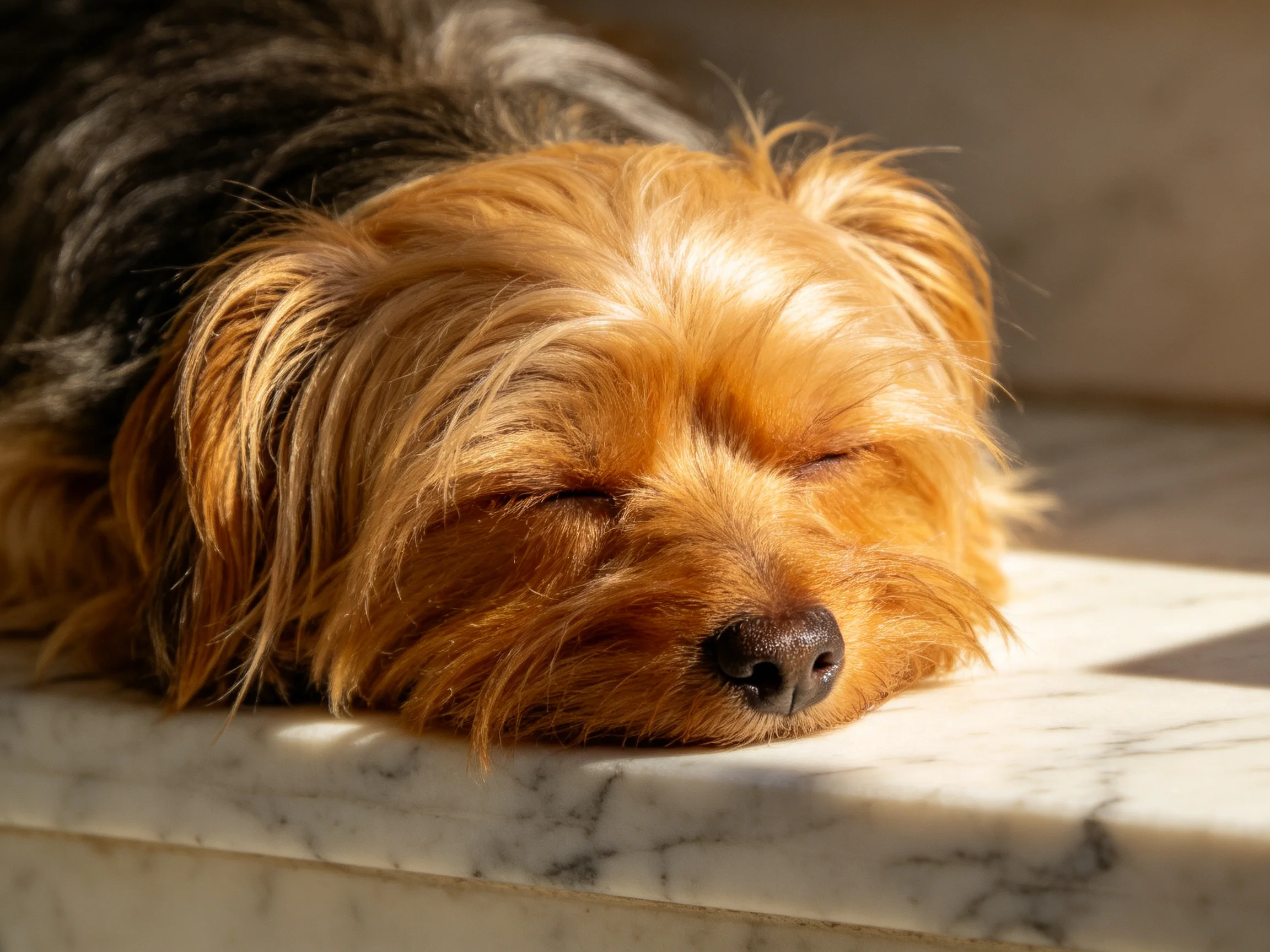 A small brown and black dog sleeps peacefully on a sunlit marble surface