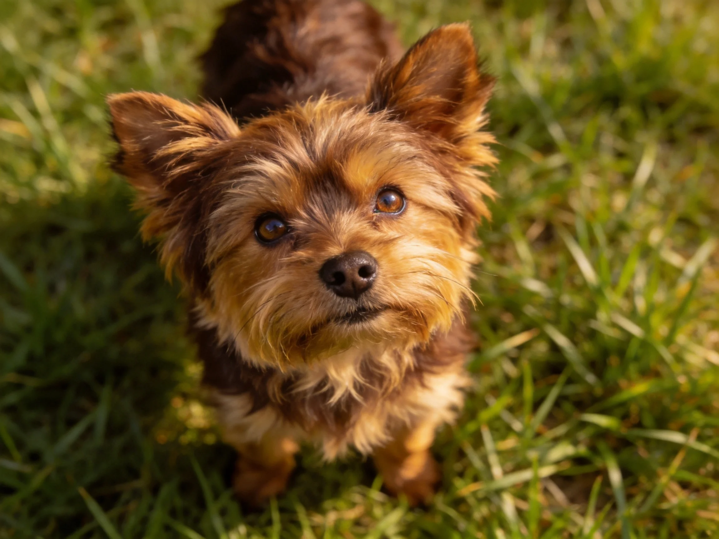 A small brown and tan dog looks upward on green grass.