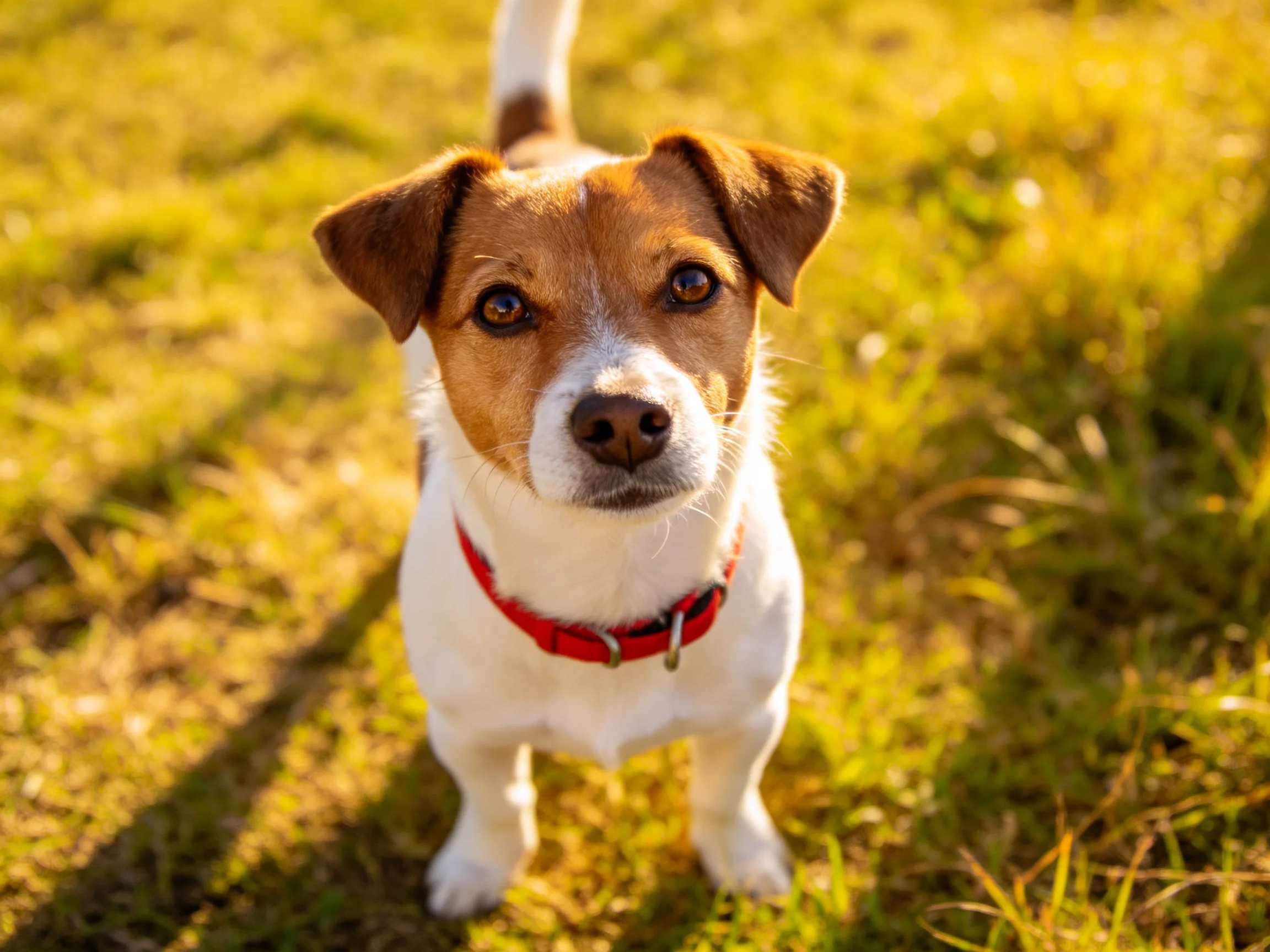 A small brown-and-white dog with a red collar gazes upward in a sunlit grassy area.