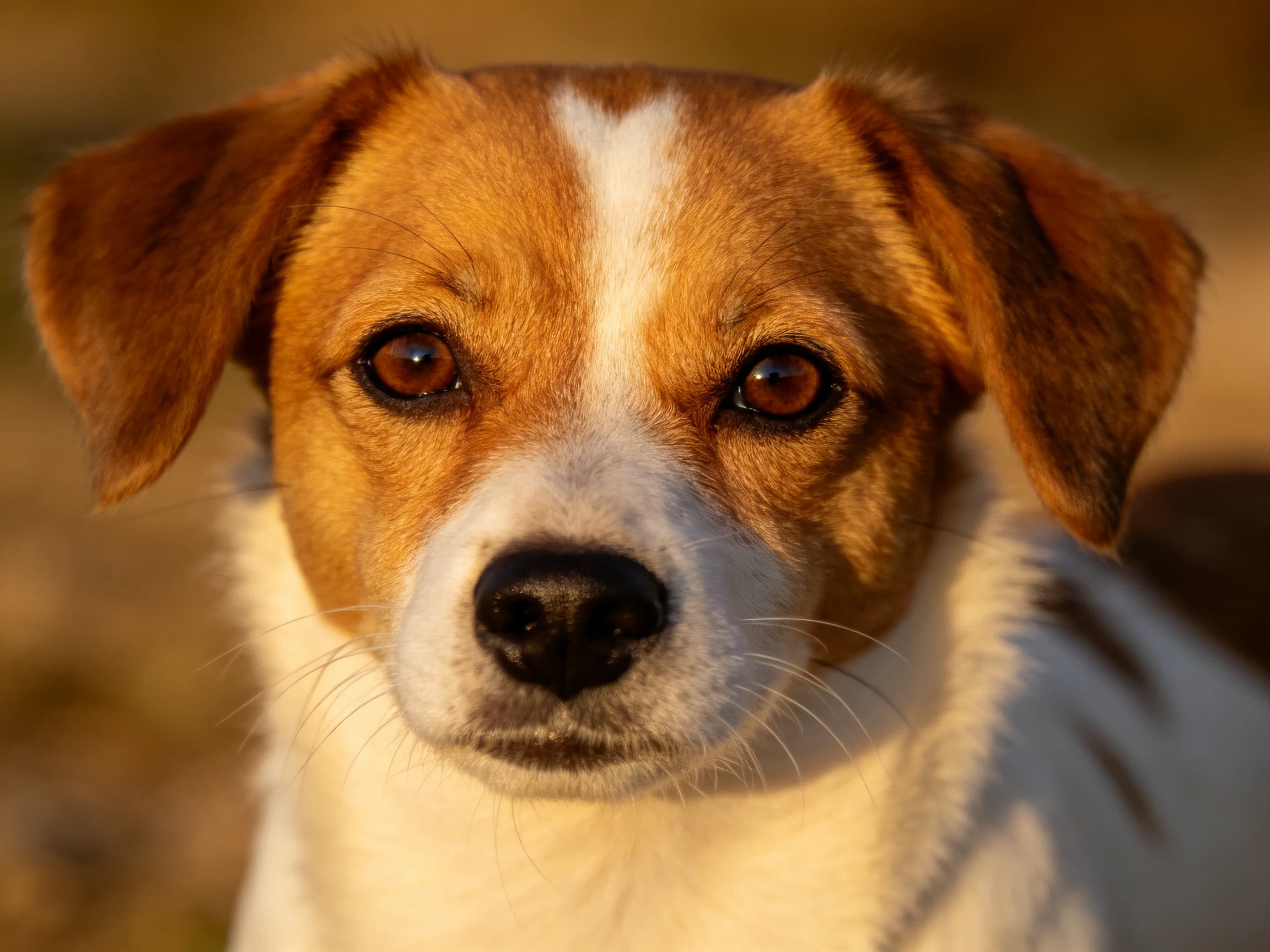 A close - up of a small brown and white dog with large ears.