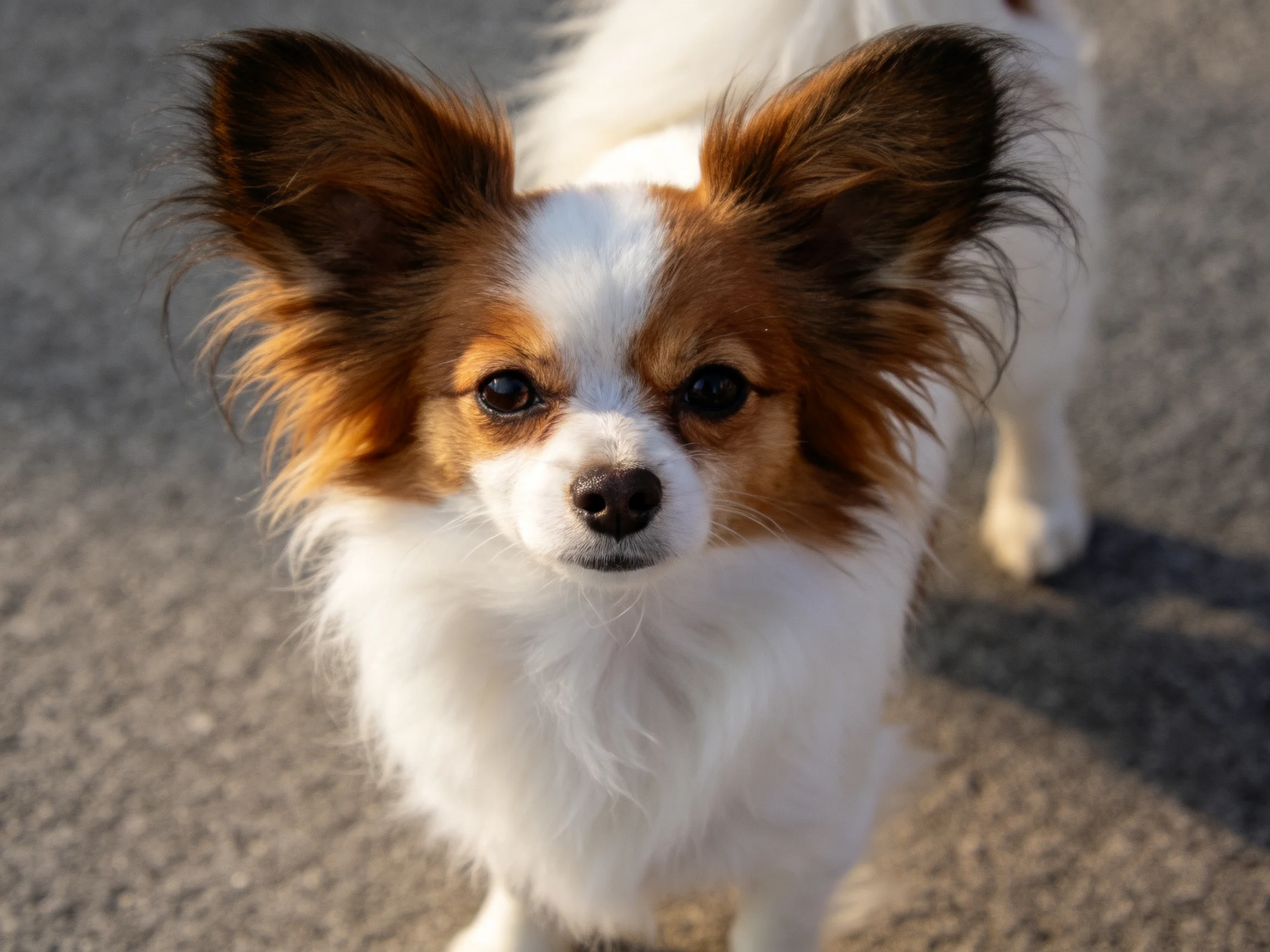 A small brown and white dog looks directly at the camera on pavement.