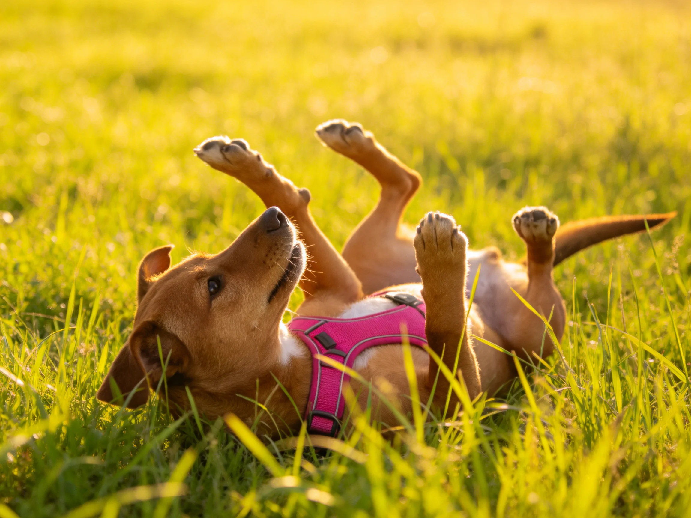 A small brown dog rolls in tall green grass wearing a pink harness