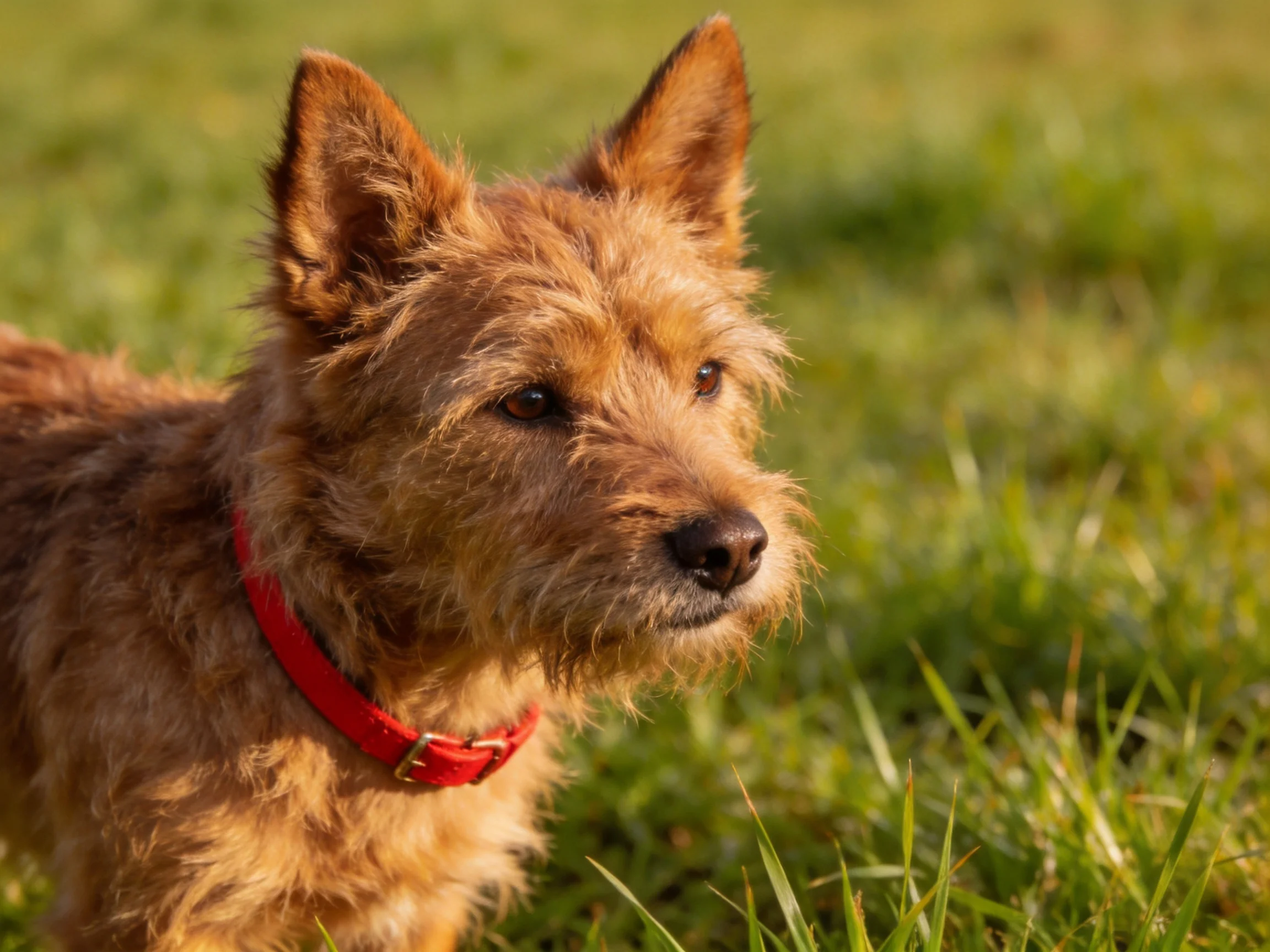 A small brown terrier with a bright red collar on lush green grass