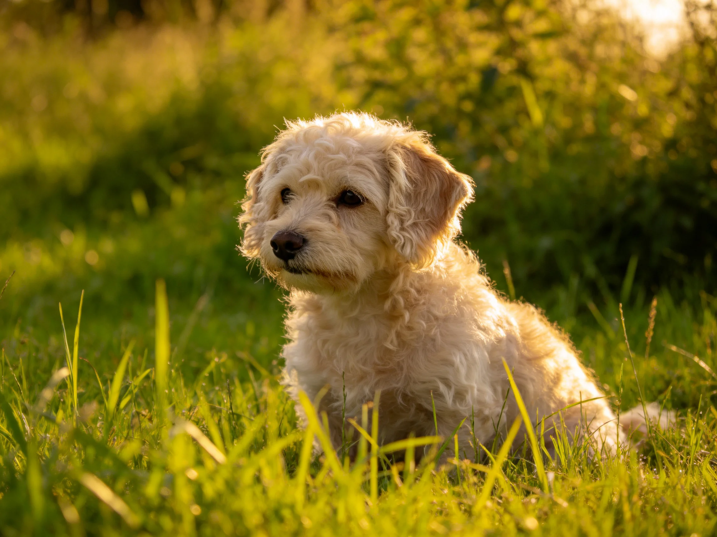A small curly-haired dog sits in lush green grass during golden hour