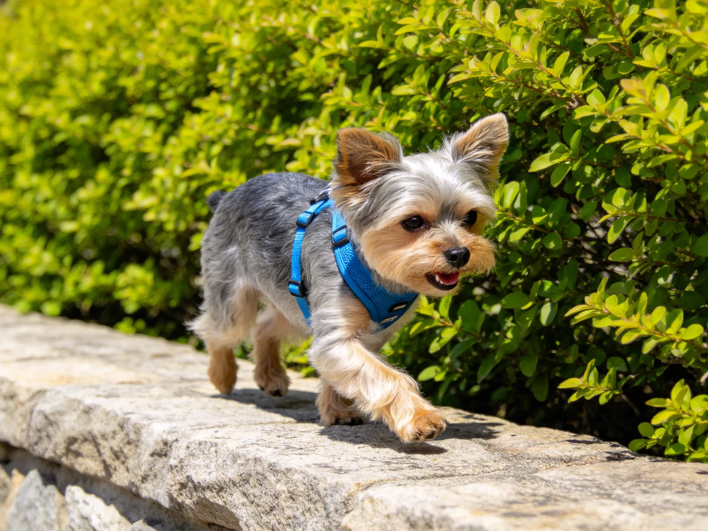 A small gray-and-tan dog in a blue harness walks on a stone ledge near green shrubs