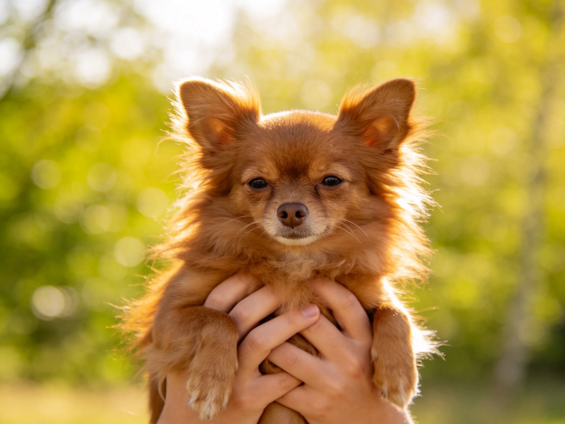 A small reddish - brown dog held securely in hands with a sunlit green background
