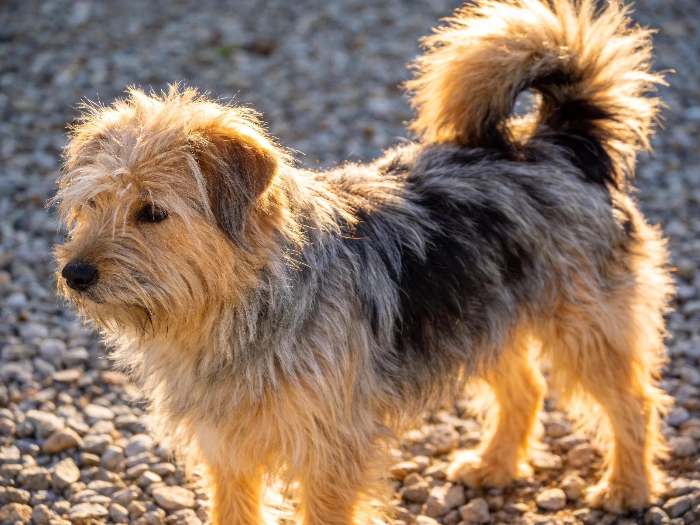 A small shaggy dog with mixed fur colors stands on gravel.