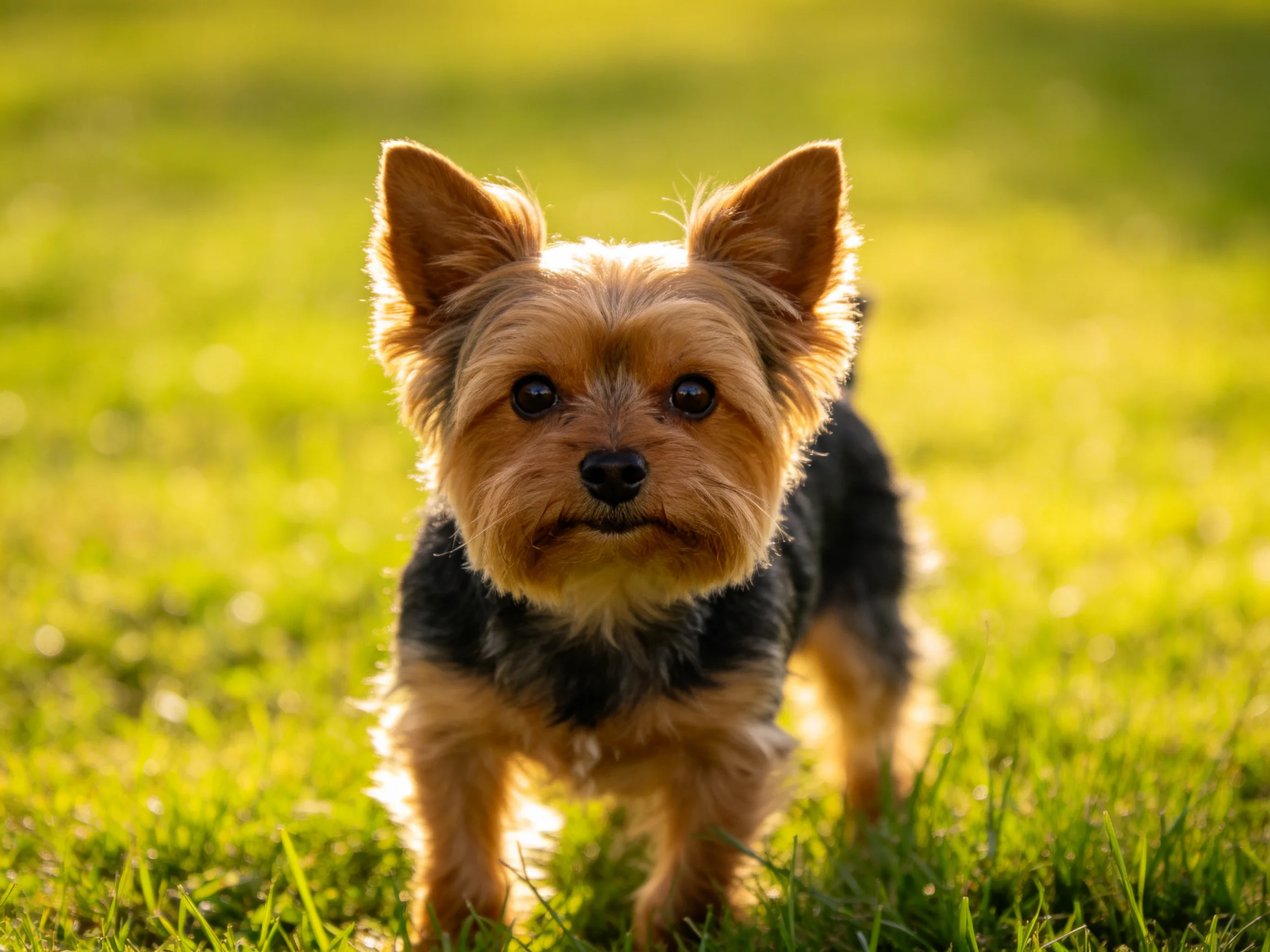 A small tan and black dog stands on sun-drenched green grass.