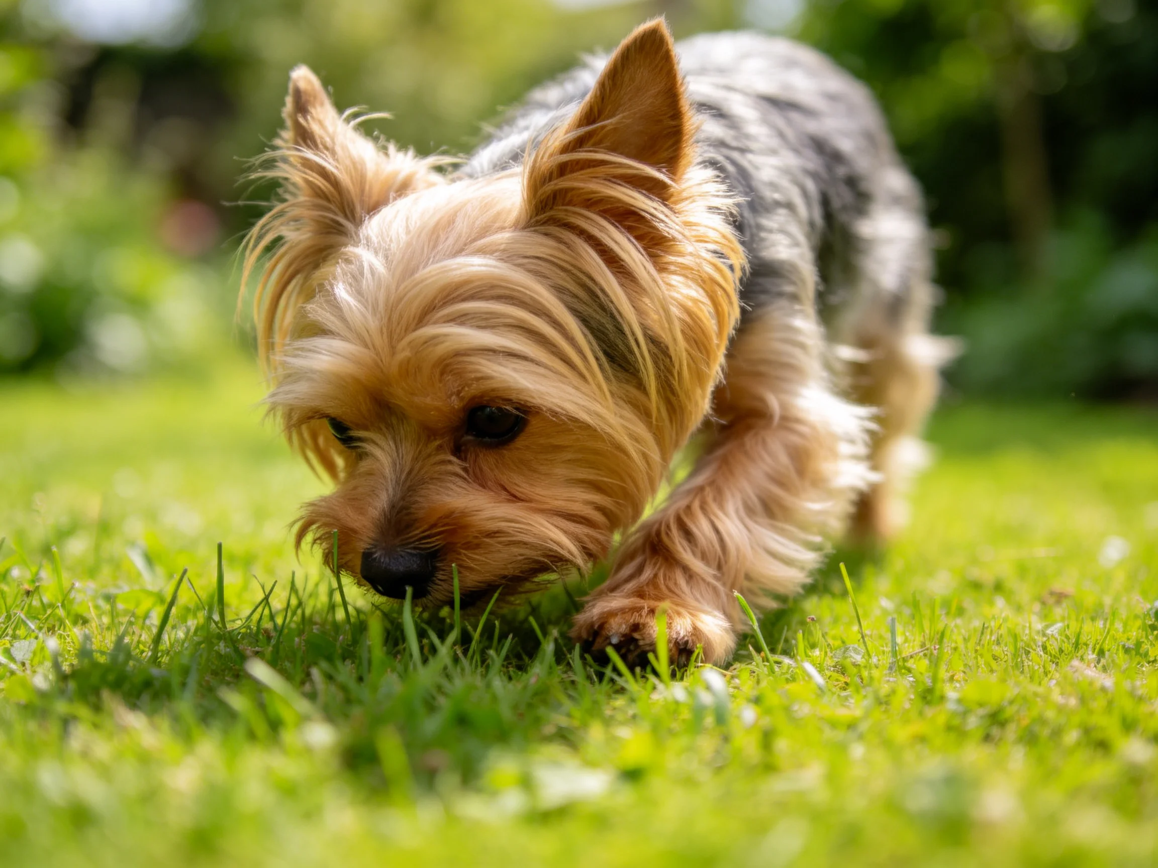A small tan and gray terrier exploring lush green grass outdoors