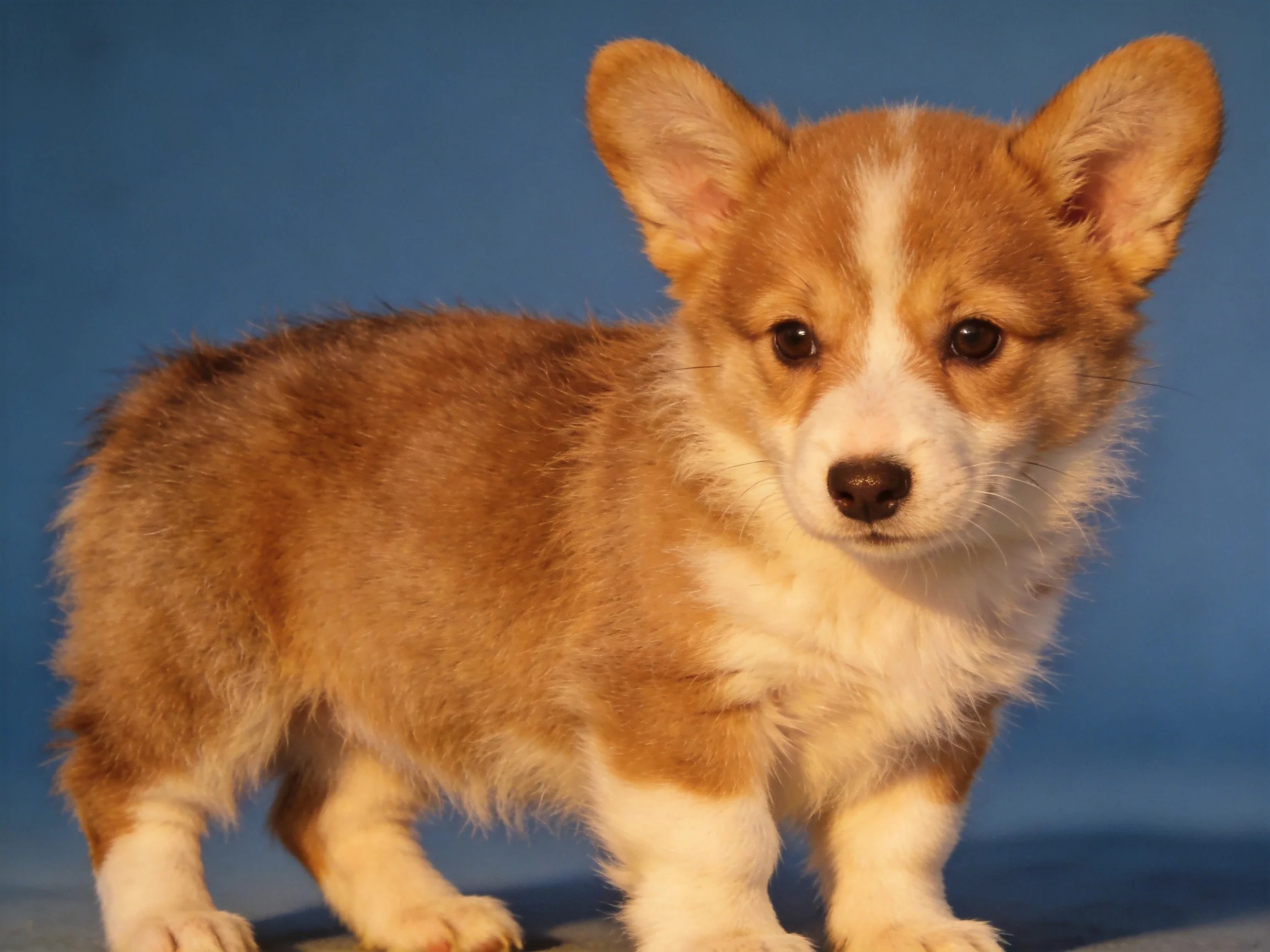 A small tan and white corgi puppy stands against a solid blue backdrop