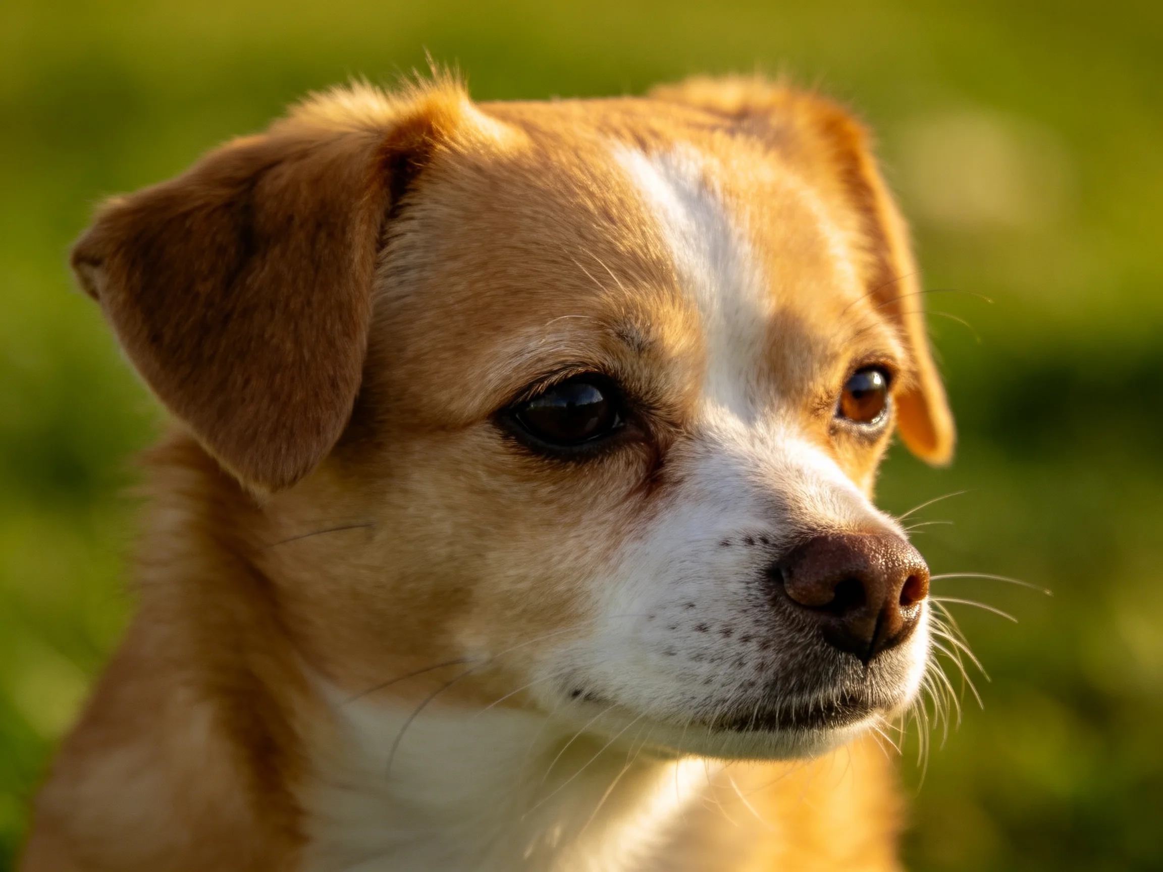 A small tan and white dog looks attentively outdoors.