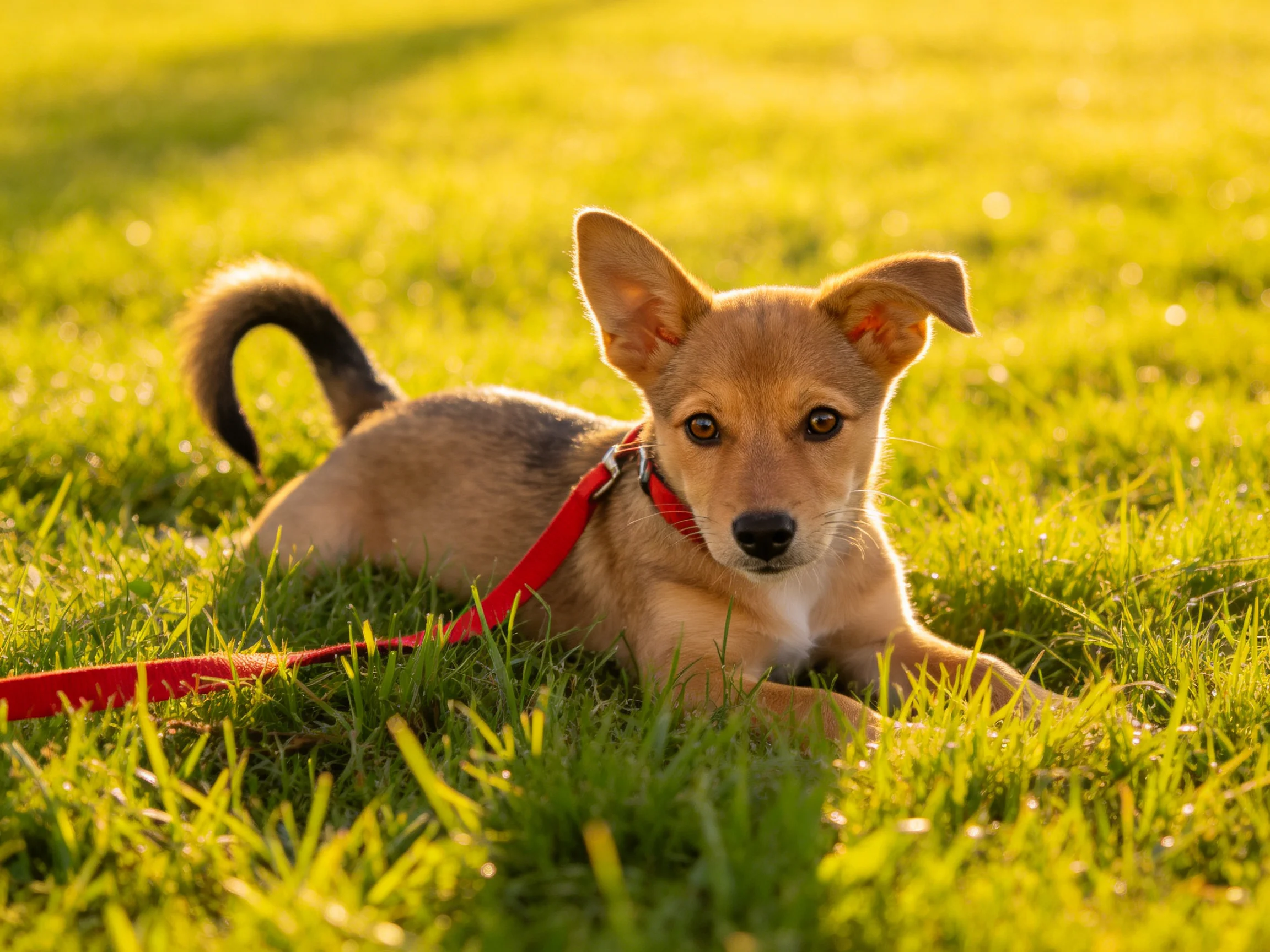 A small tan puppy relaxes on green grass with a red leash.