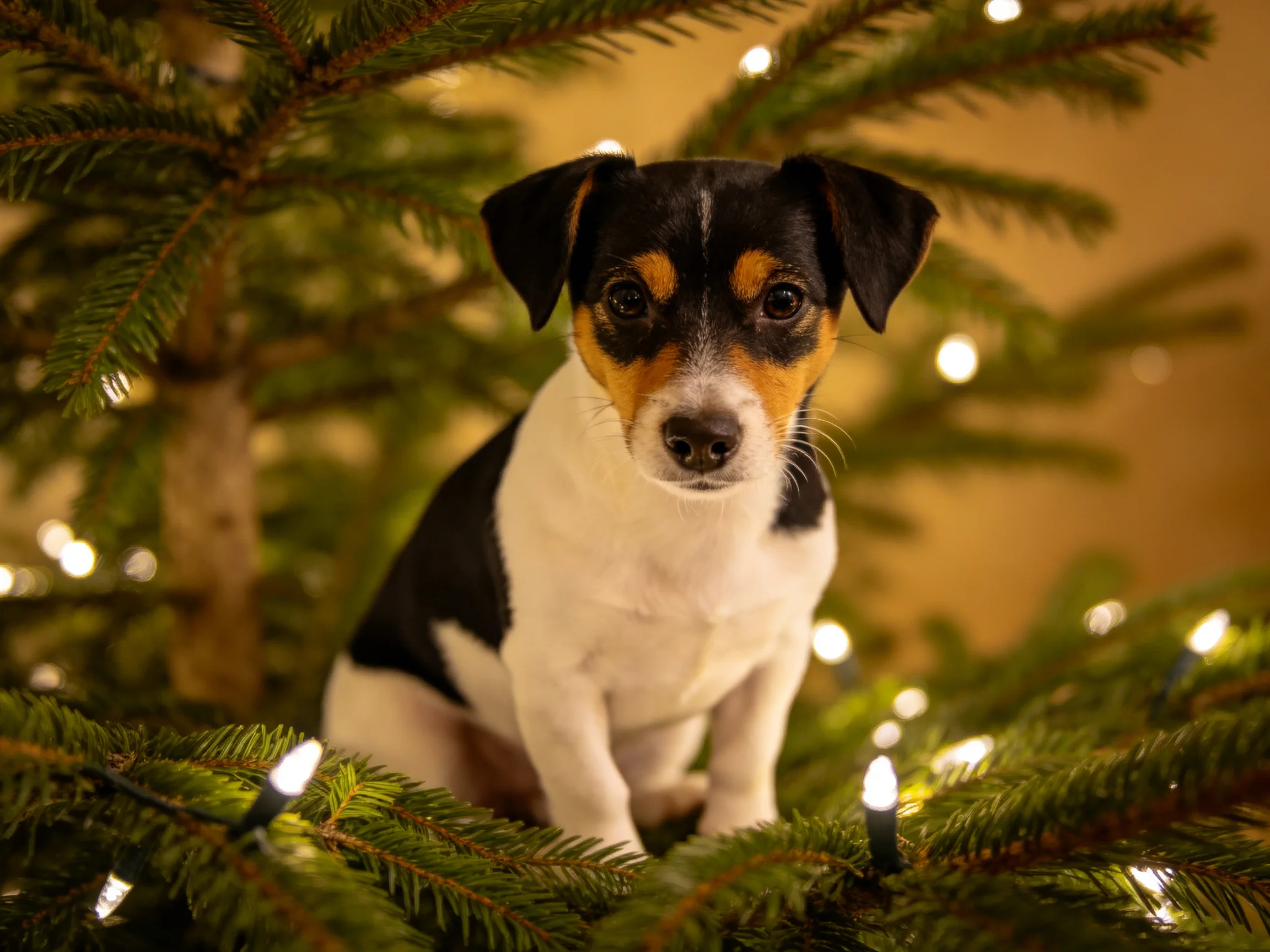 A small tricolor dog sits amid a decorated Christmas tree with glowing lights.