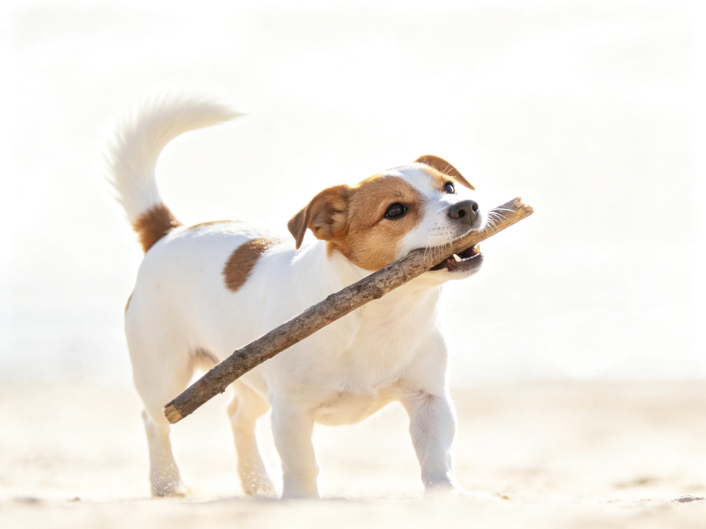 A small white and brown dog carries a thick stick on sandy ground