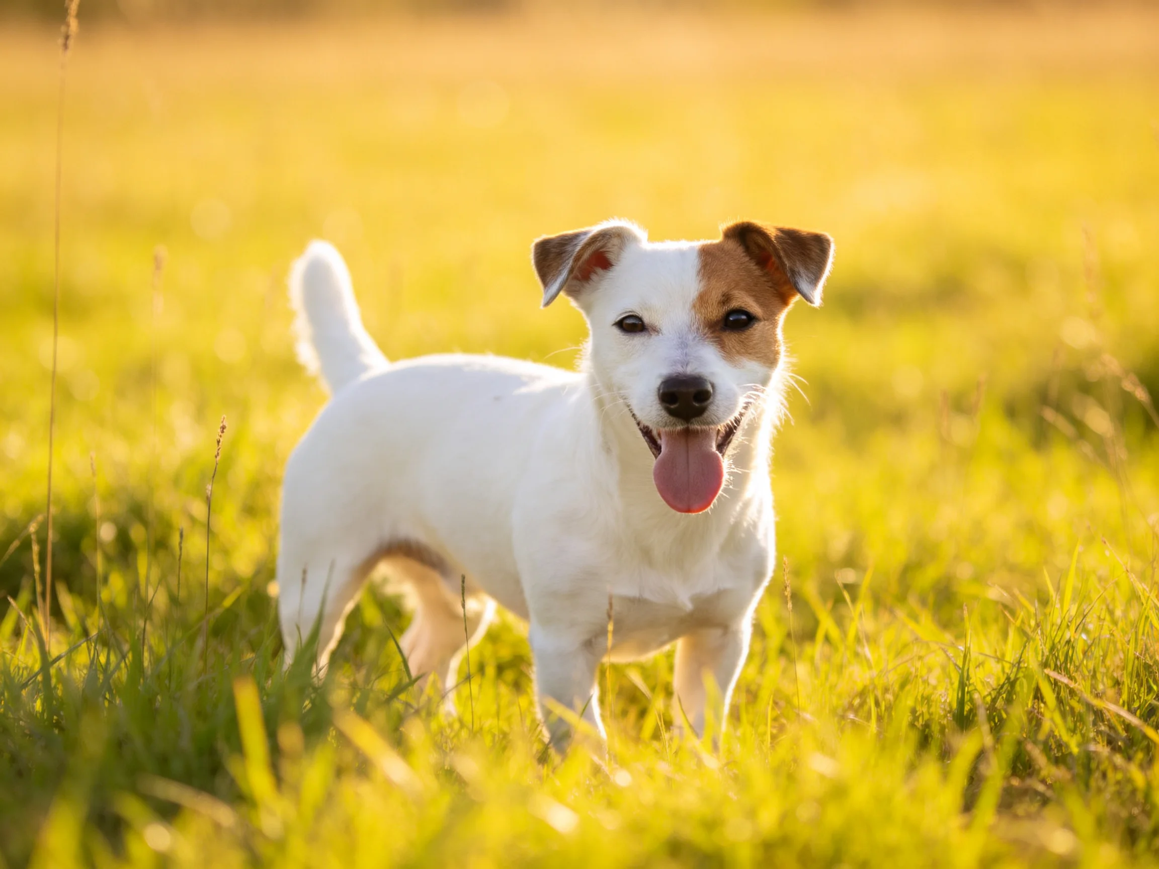 A cheerful small dog stands in a sunlit grassy field.