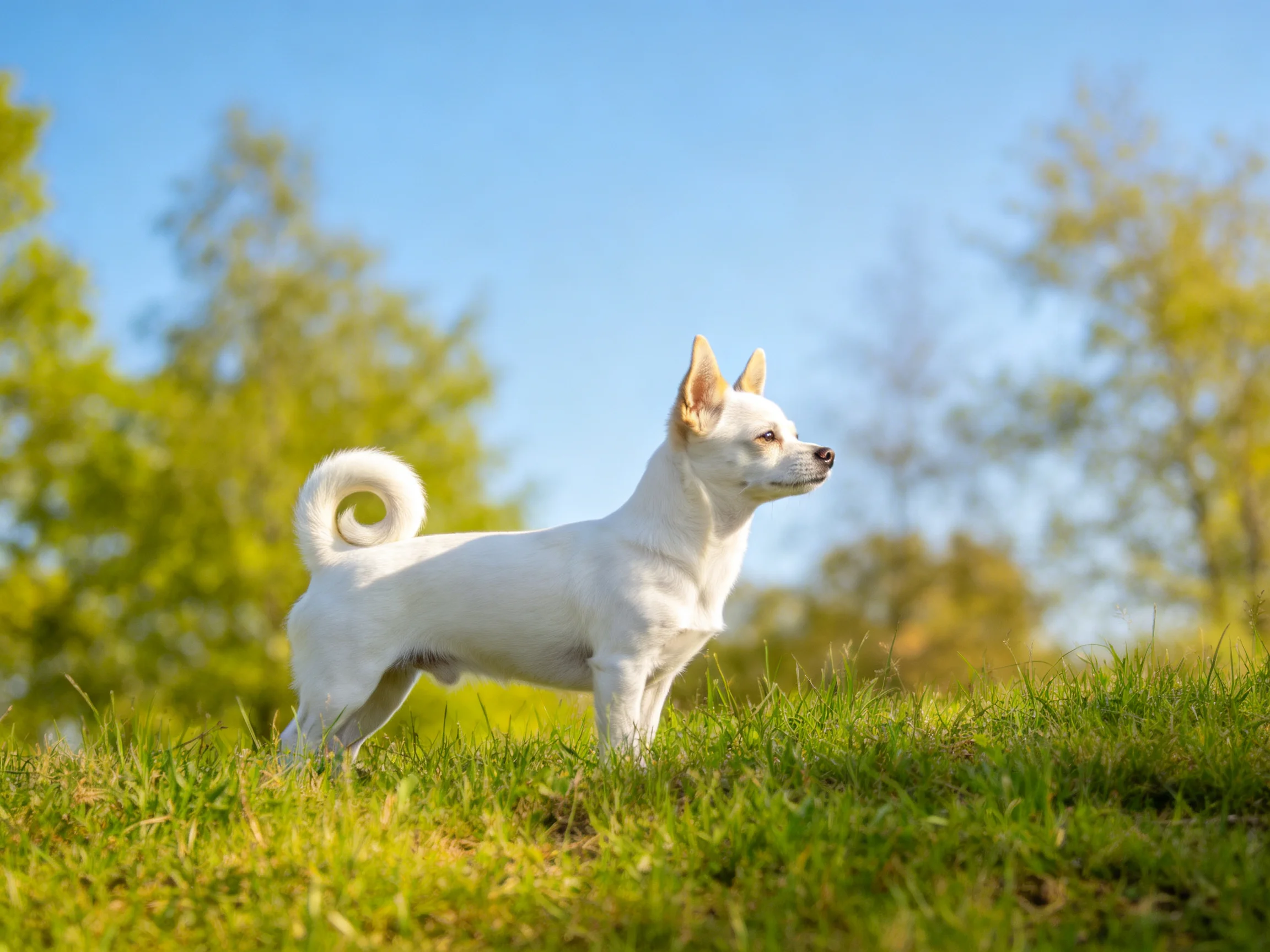 A small white dog stands on green grass with trees in the background.
