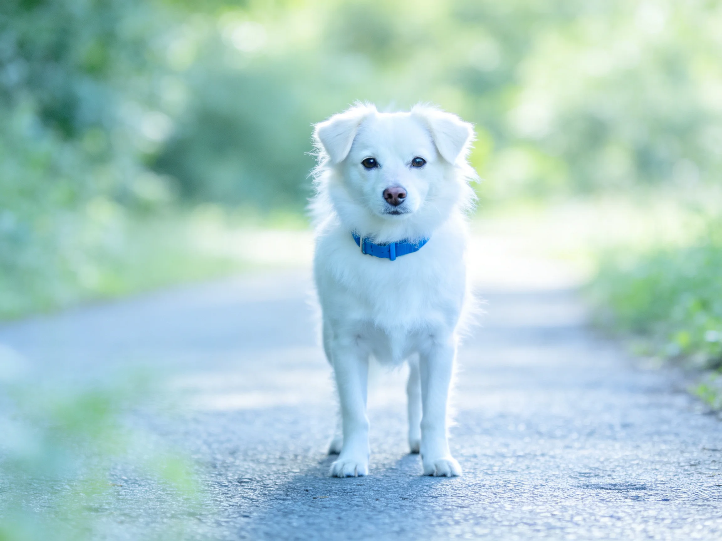 A small white dog with a blue collar stands on a sunlit path amid greenery.