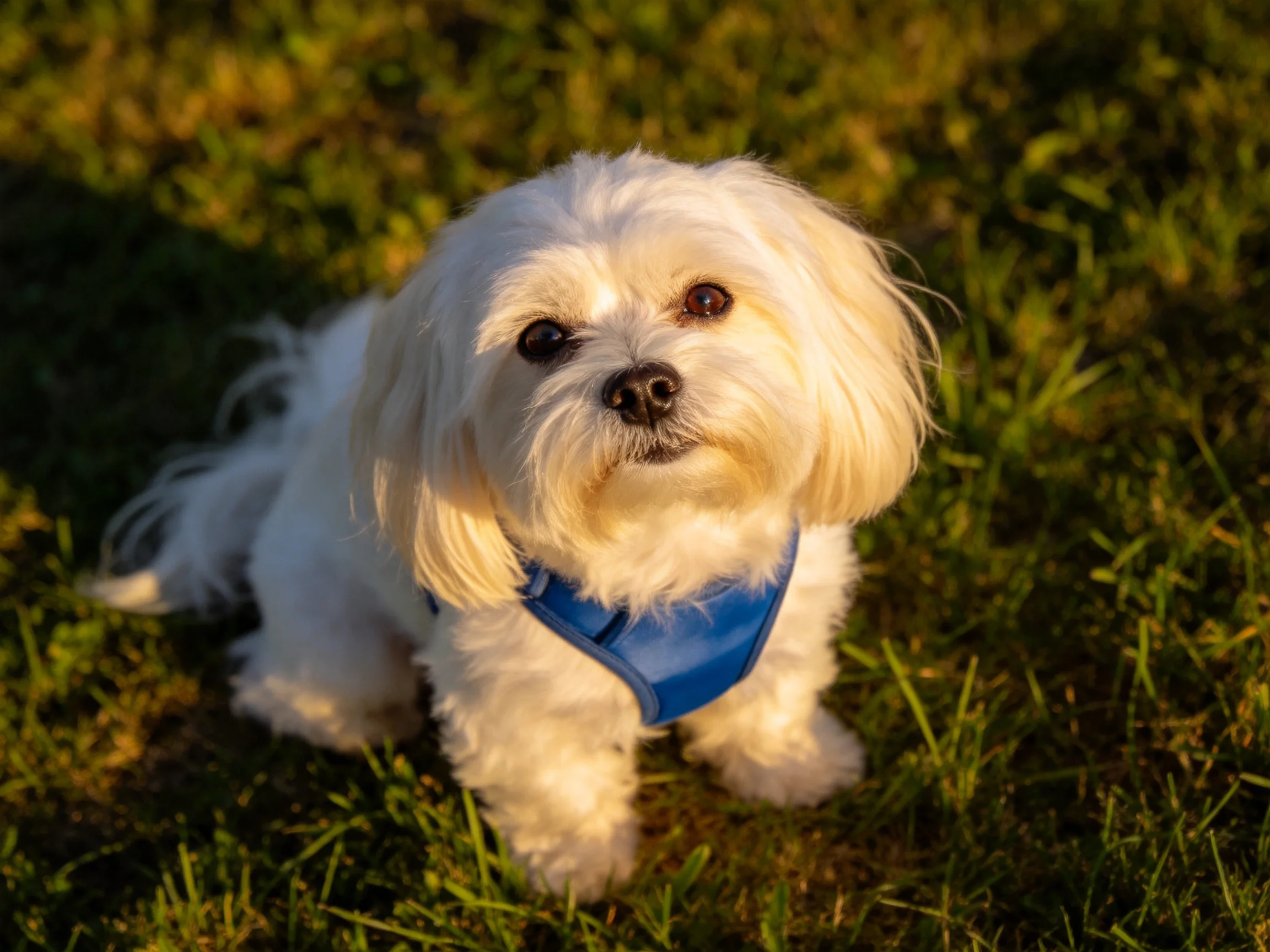 A small white dog with a blue harness rests on green grass