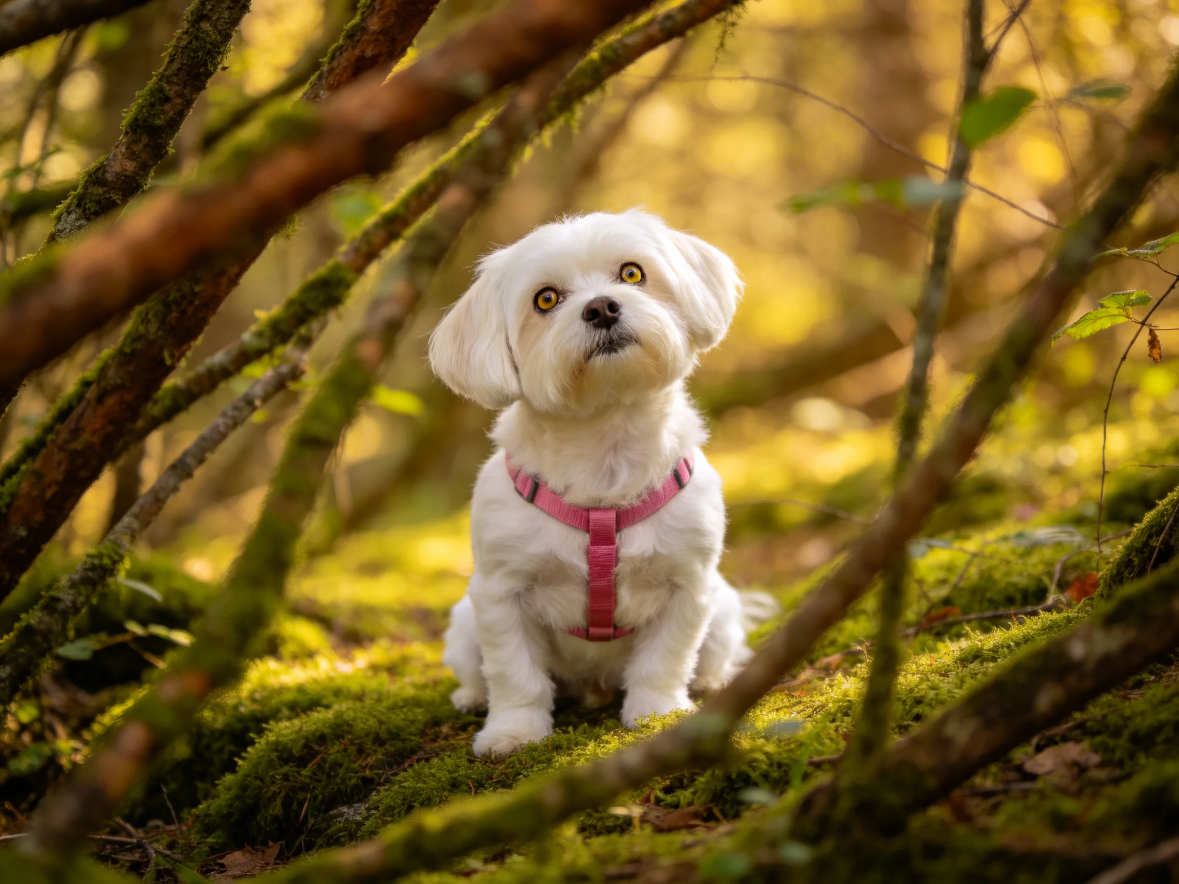A small white dog with a pink harness sits amid mossy forest branches