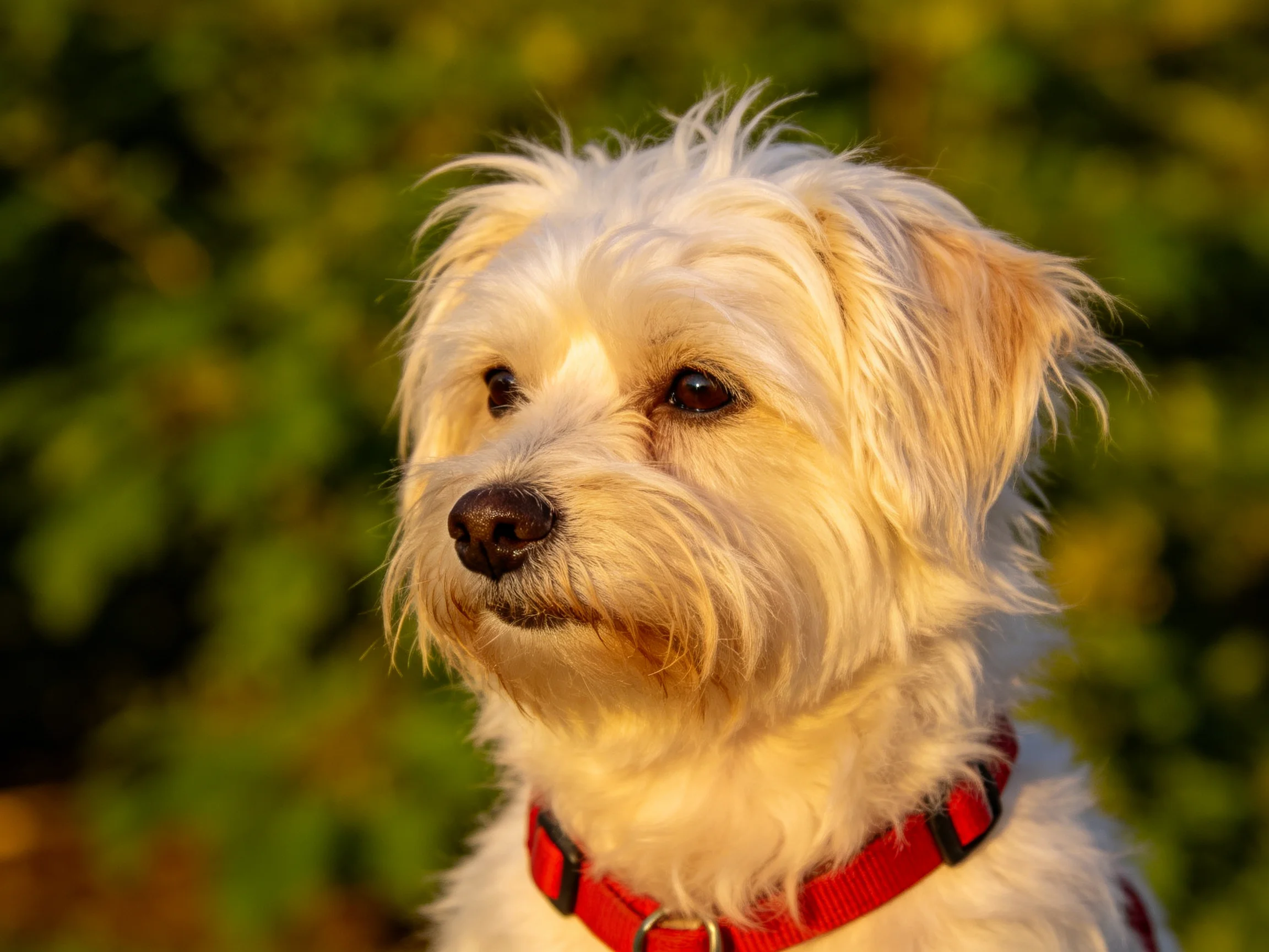 A small white dog with a red collar amidst lush green foliage