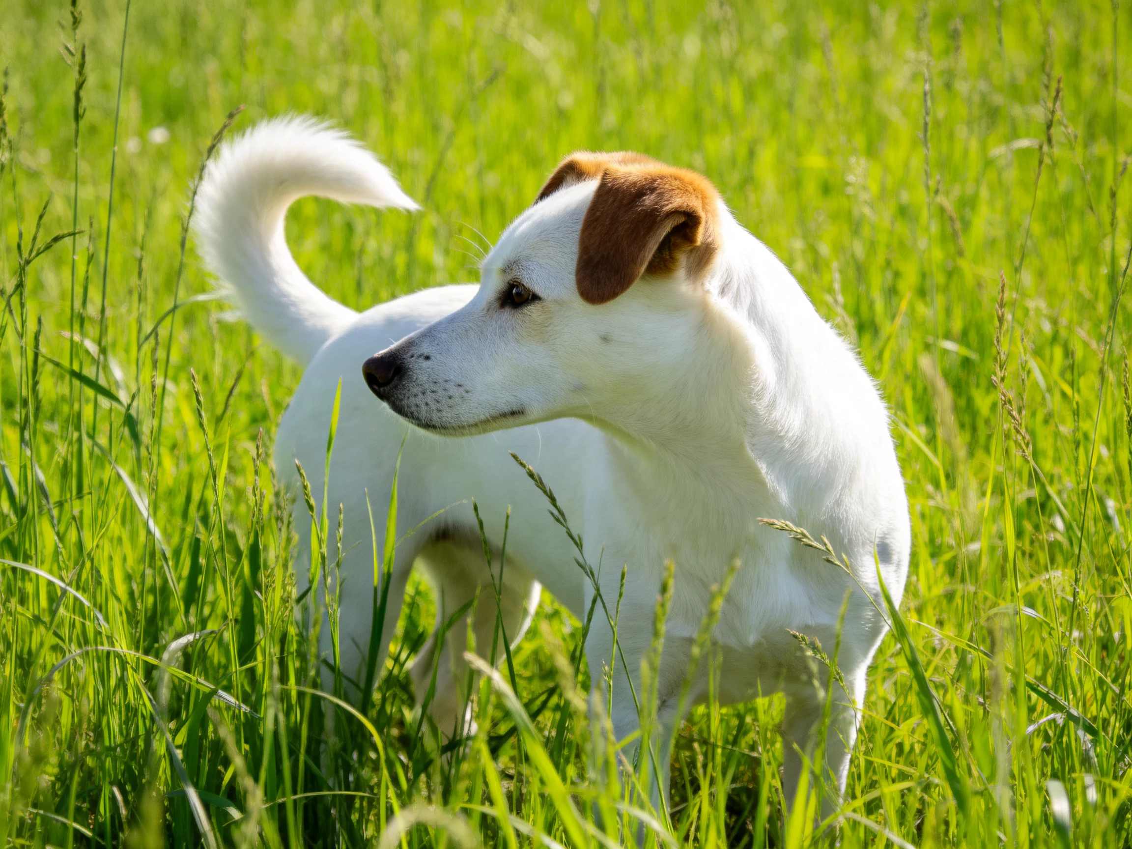 A small white dog with brown ears stands alert among tall green grass.