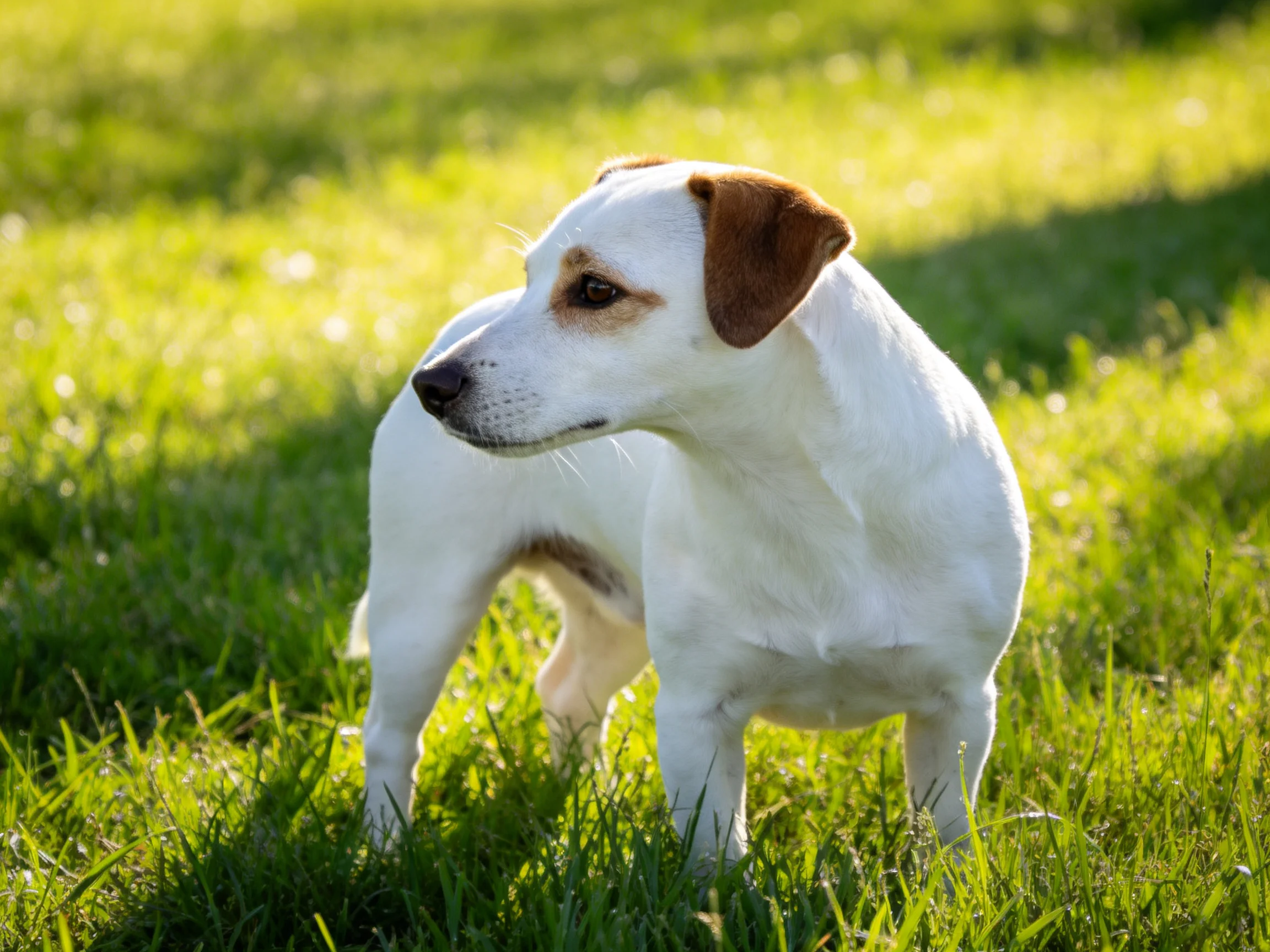 A small white dog with brown ears stands on lush green grass