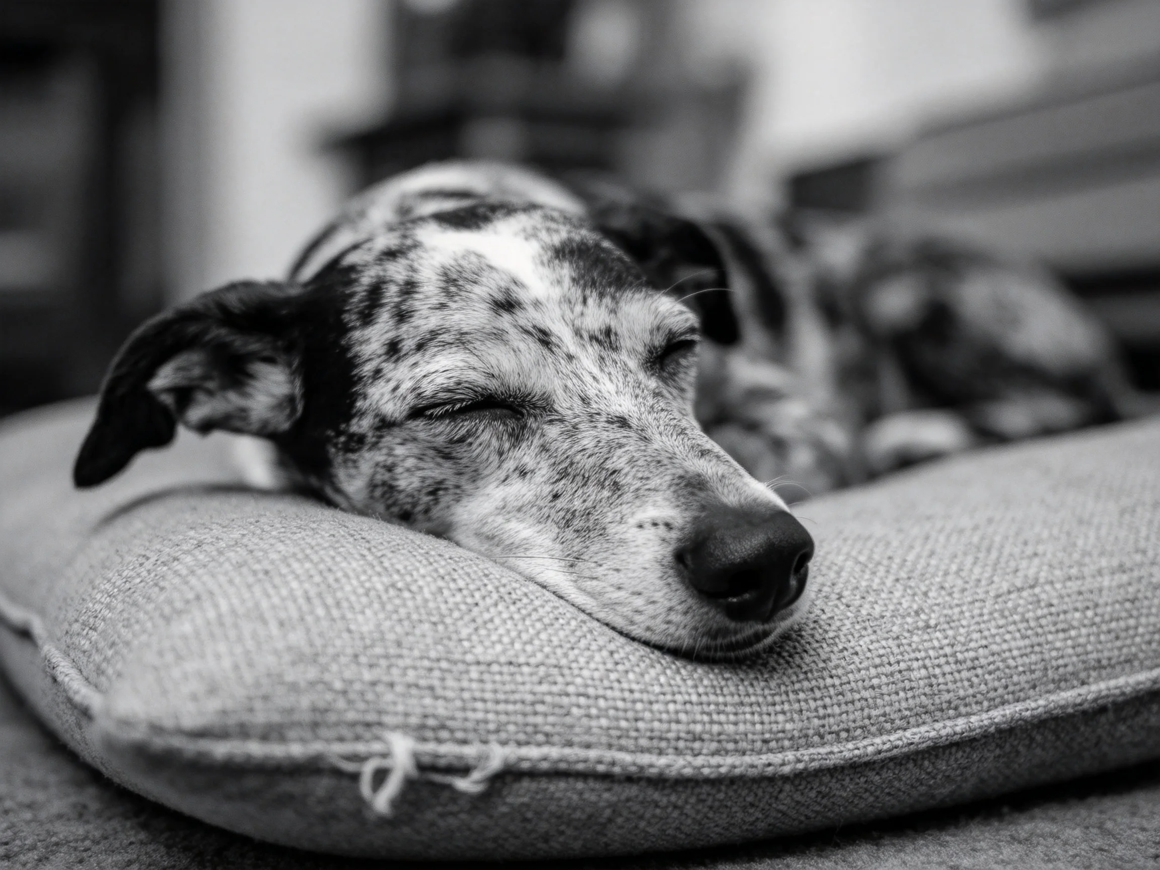 A speckled dog naps on a cushionin a black and white photograph