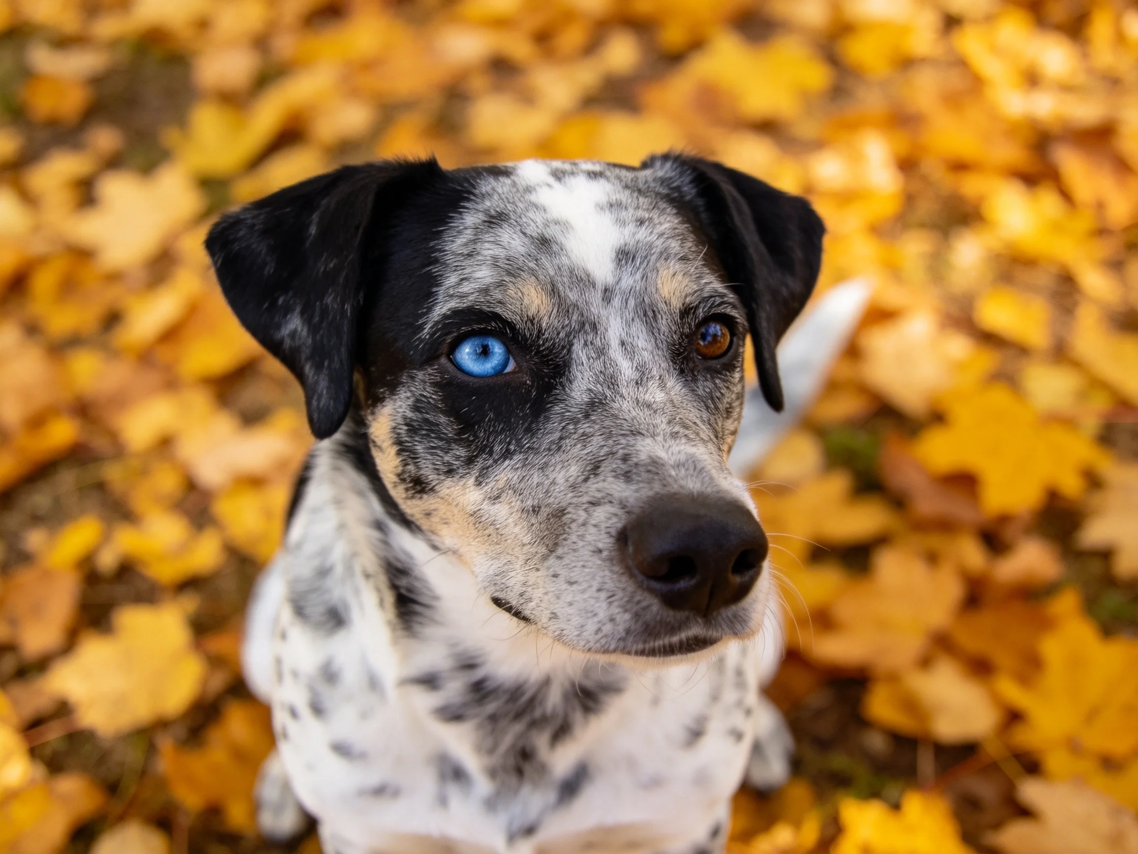 A speckled dog with heterochromia amidst golden autumn leaves