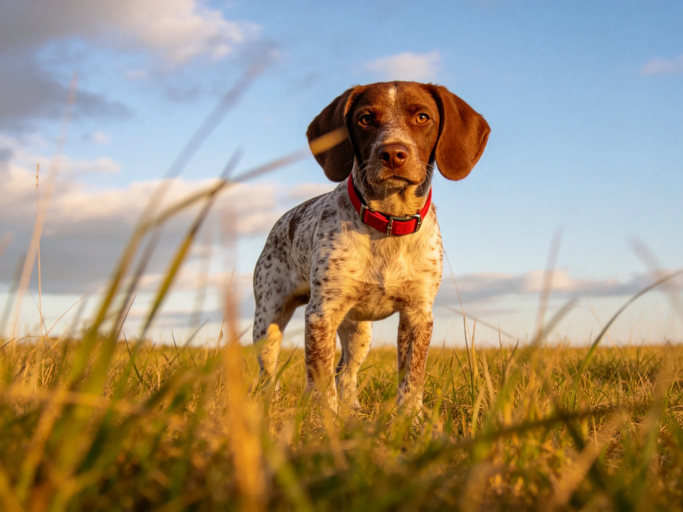 A spotted dog with a red collar stands in a field of tall grass.