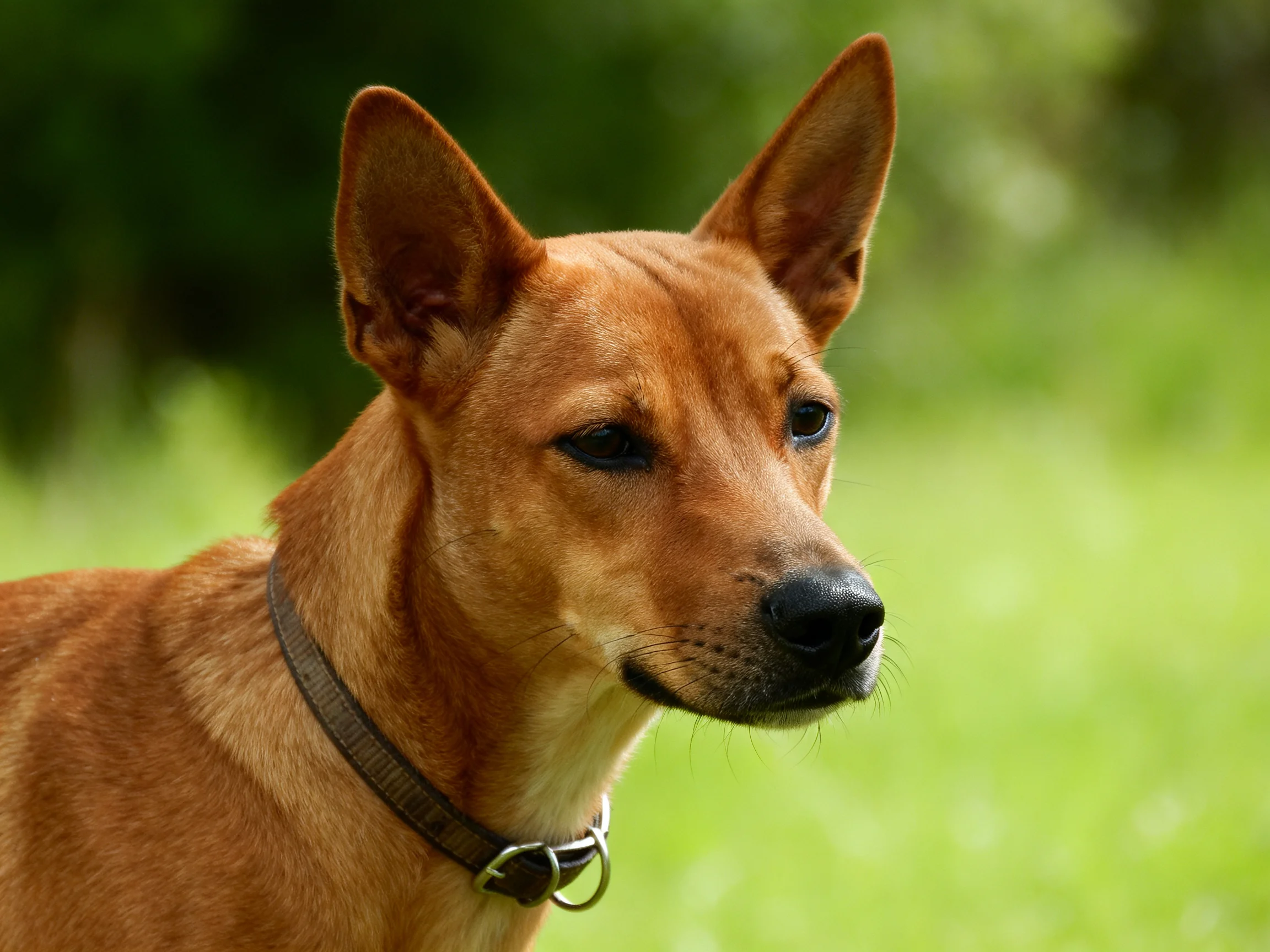 A tan dog with a collar is outdoors near greenery.