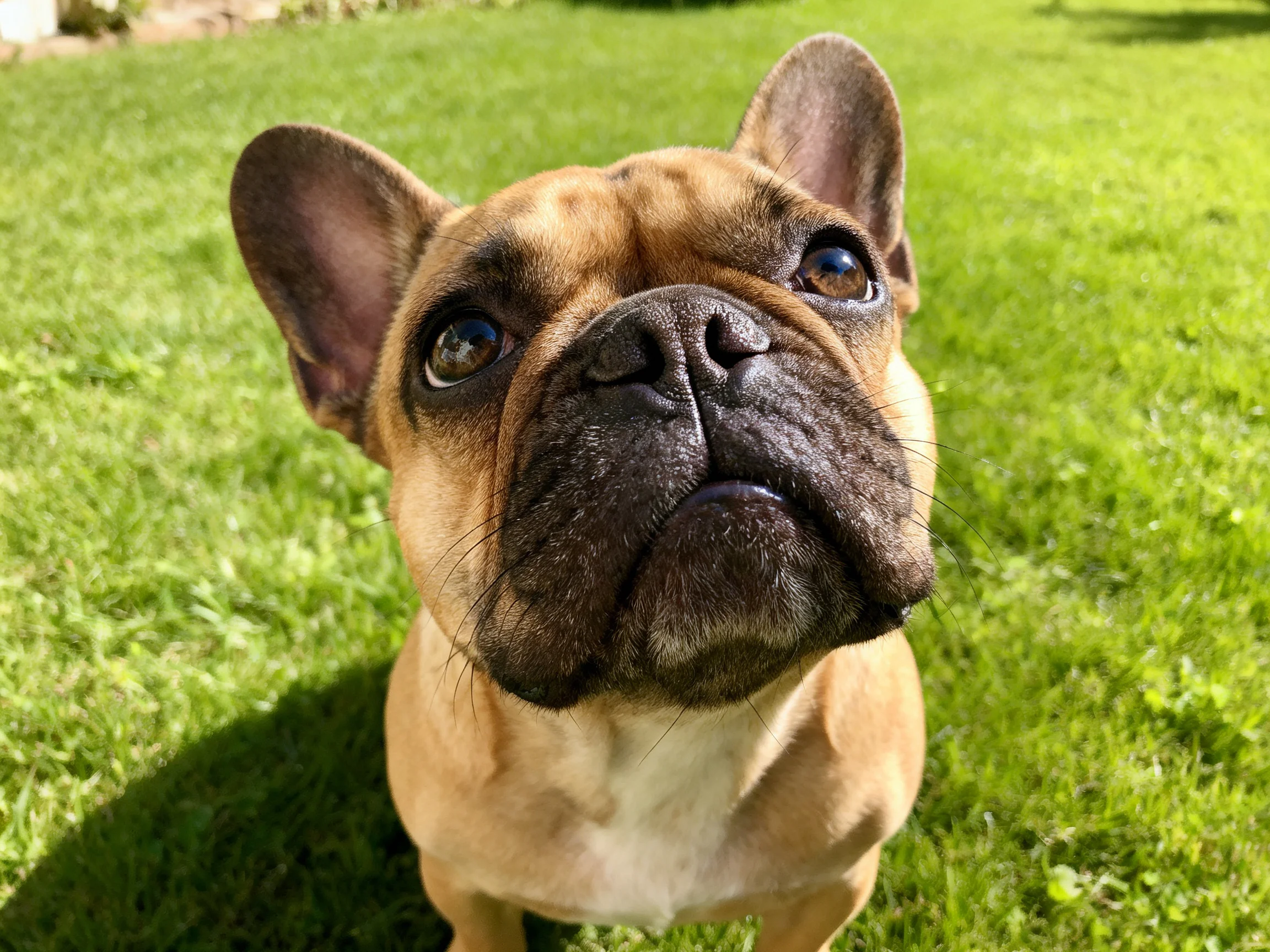 A tan French bulldog gazes upward on vibrant green grass