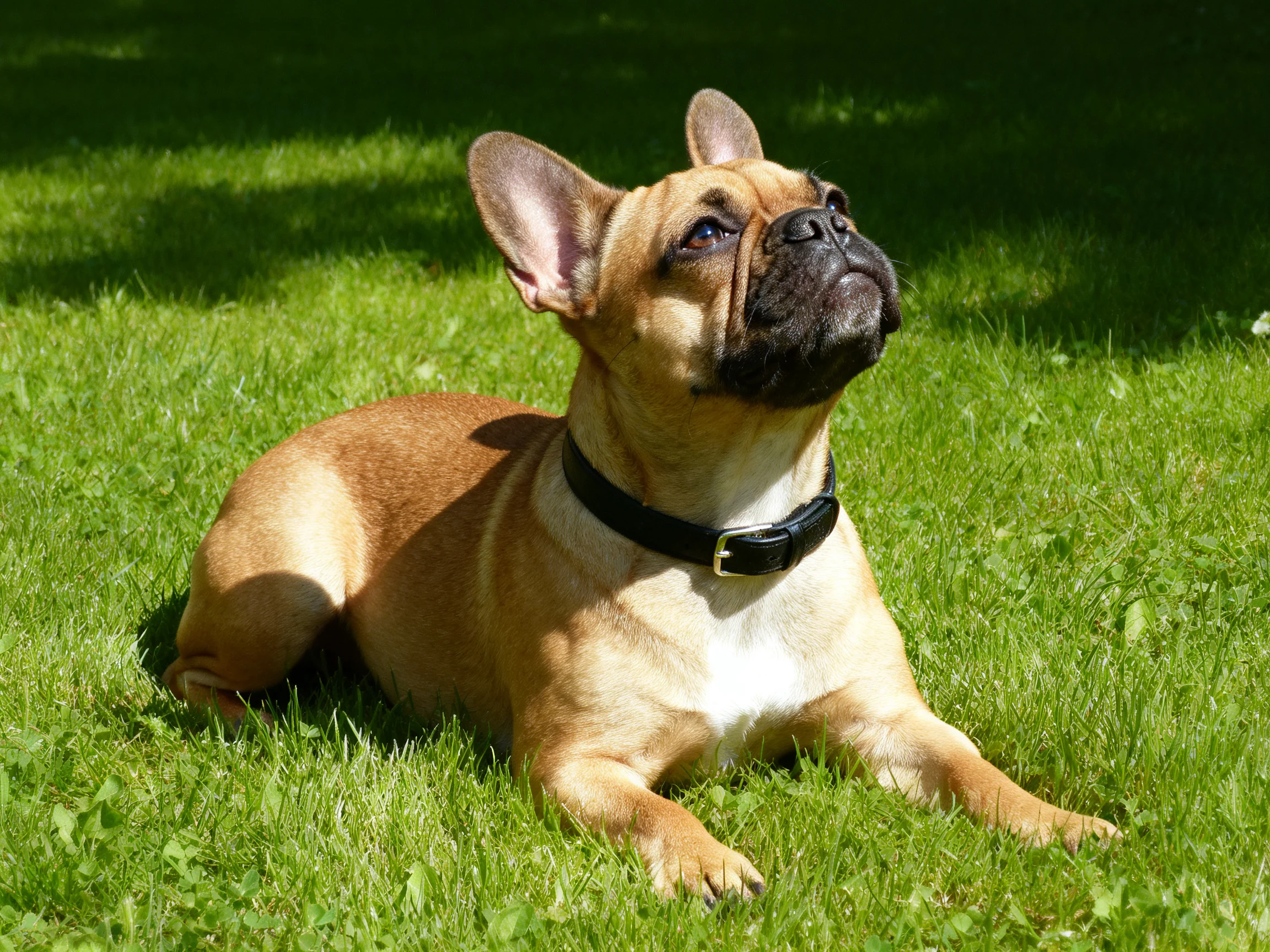 A tan French bulldog rests on green grass.