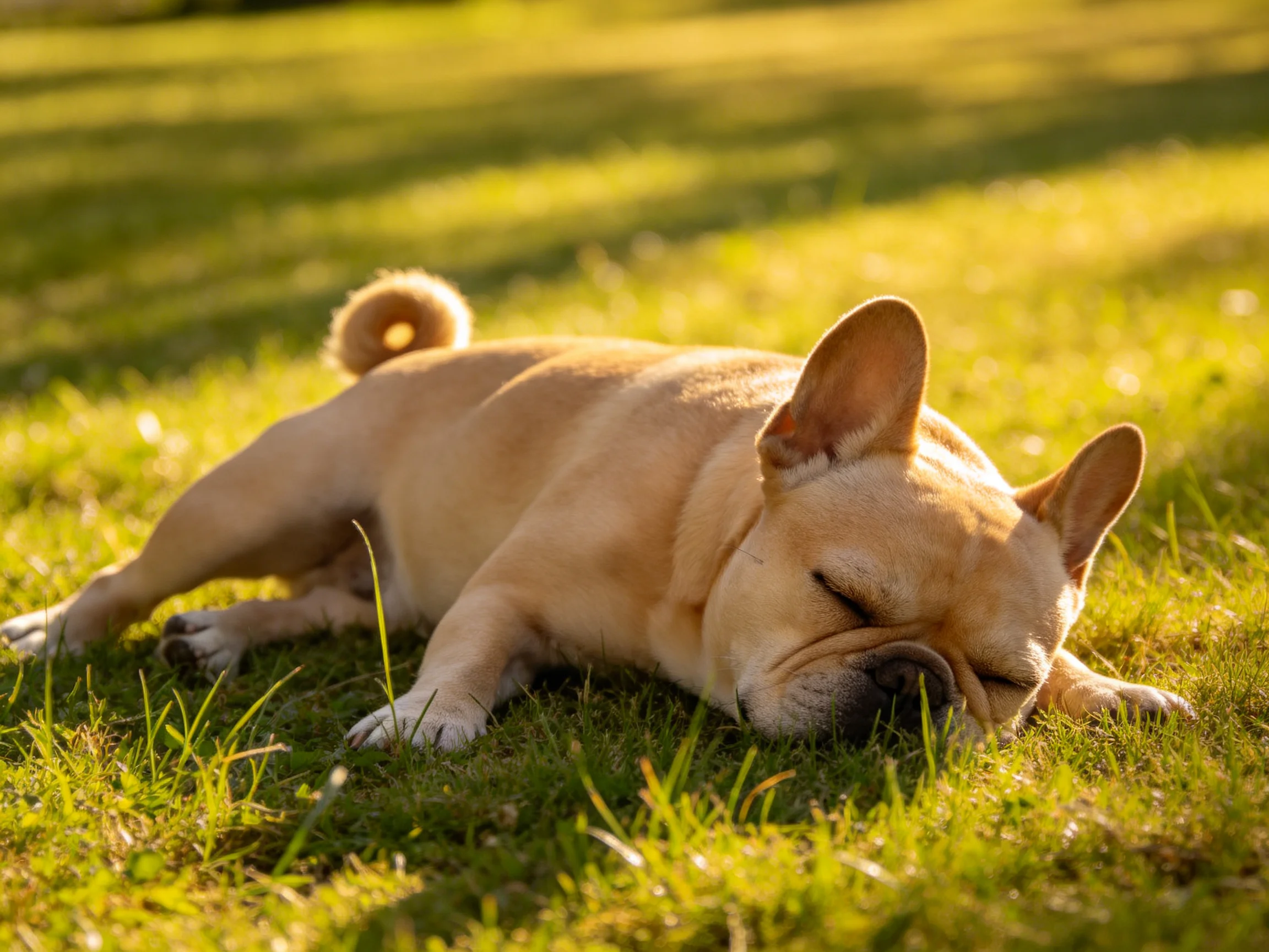 A tan French bulldog sleeps on sunlit green grass