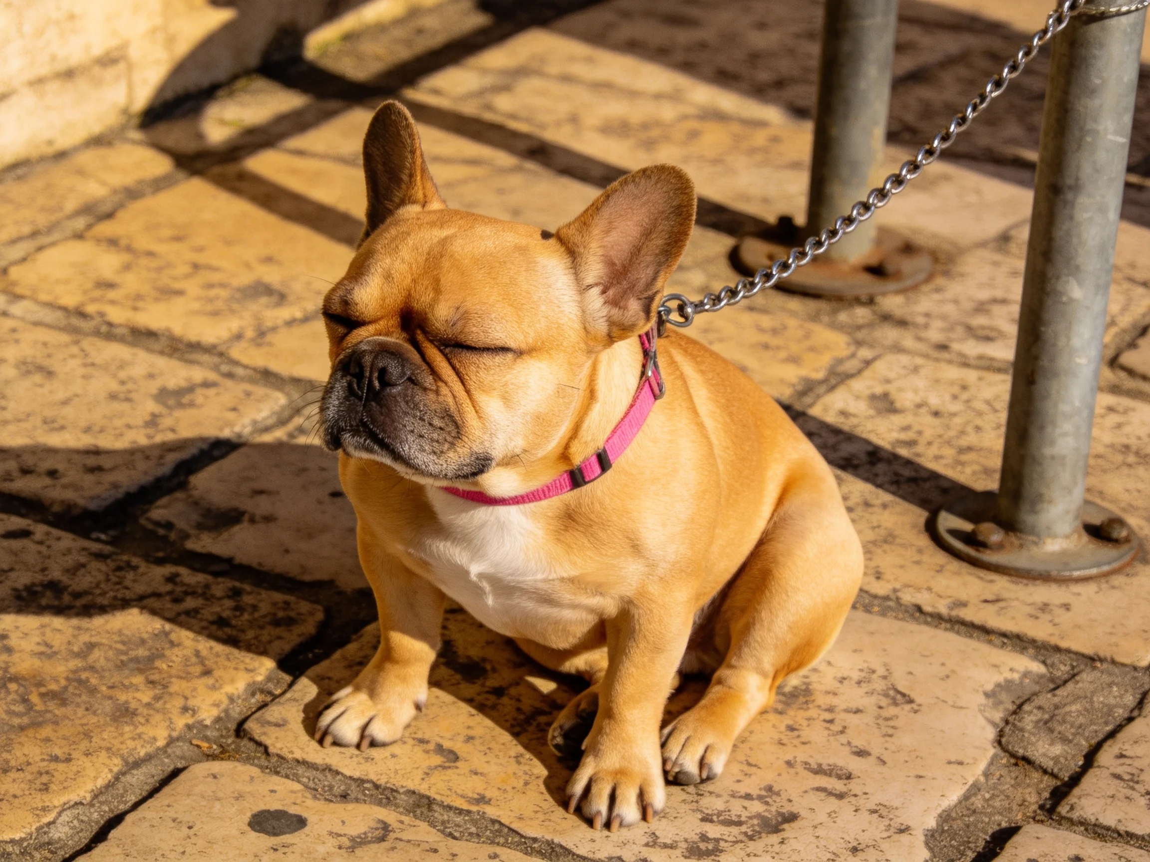 A tan French bulldog with a pink collar sits on stone pavement