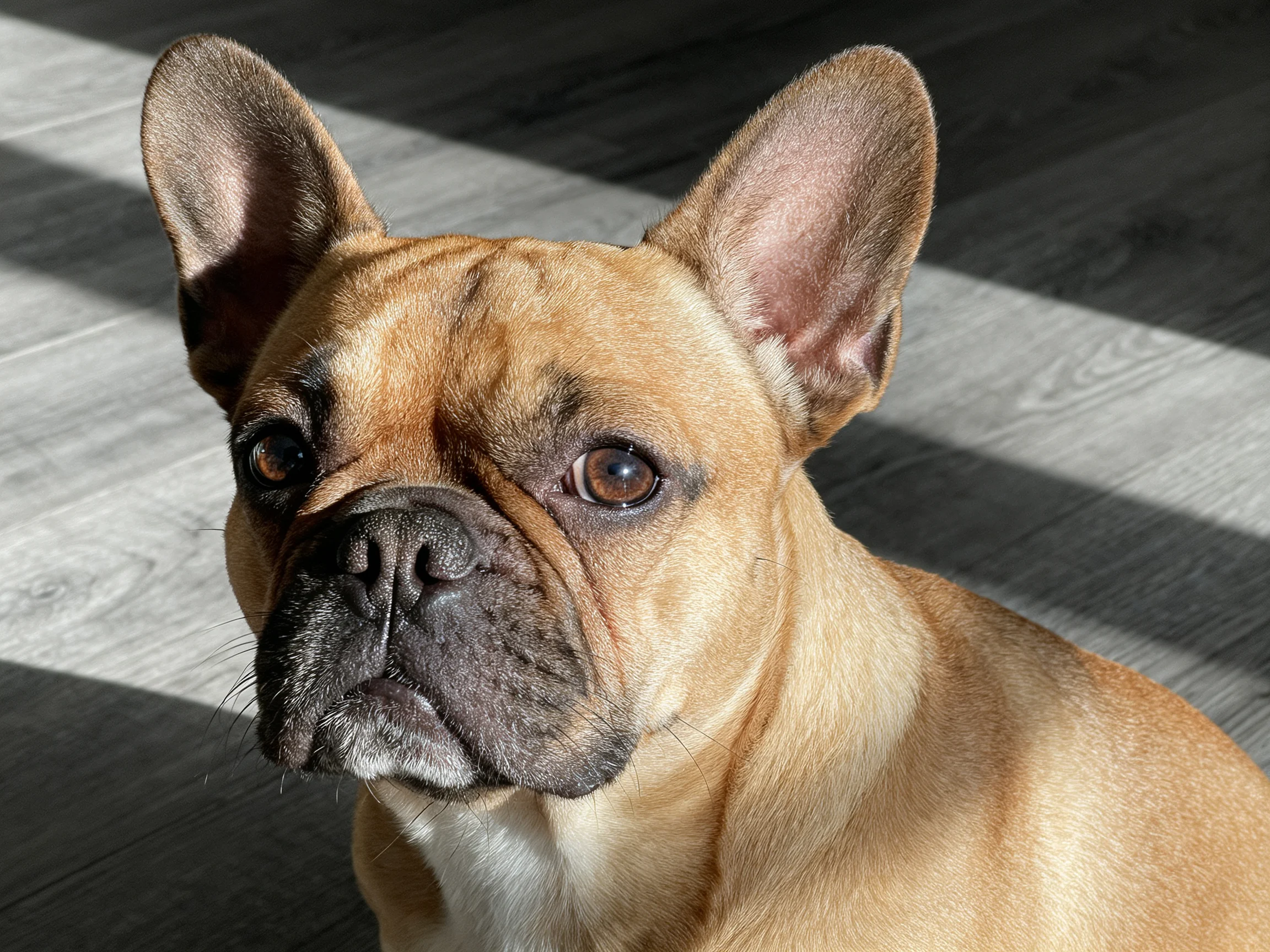 A tan French bulldog with upright ears sits on a wooden floor