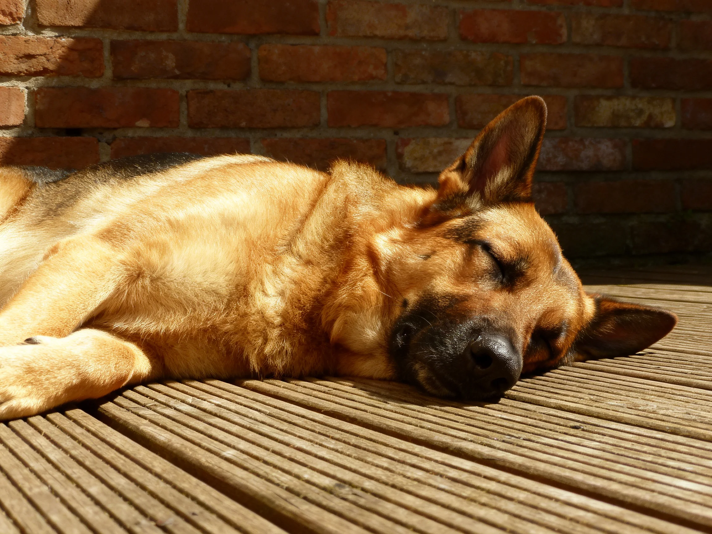 A tan German Shepherd sleeps on a wooden deck near a brick wall