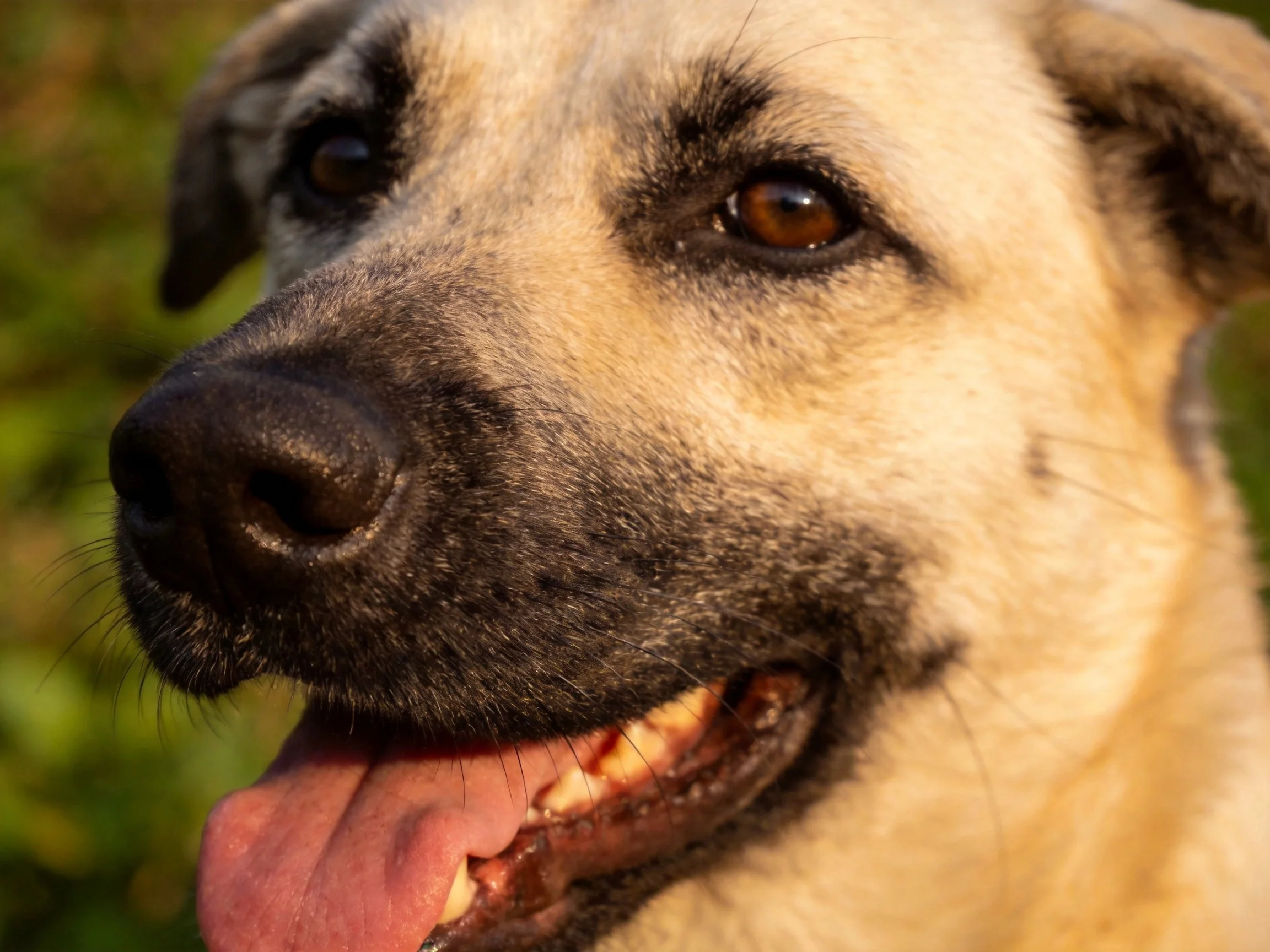 A tan and black dog panting with tongue out in a sunlit outdoor setting