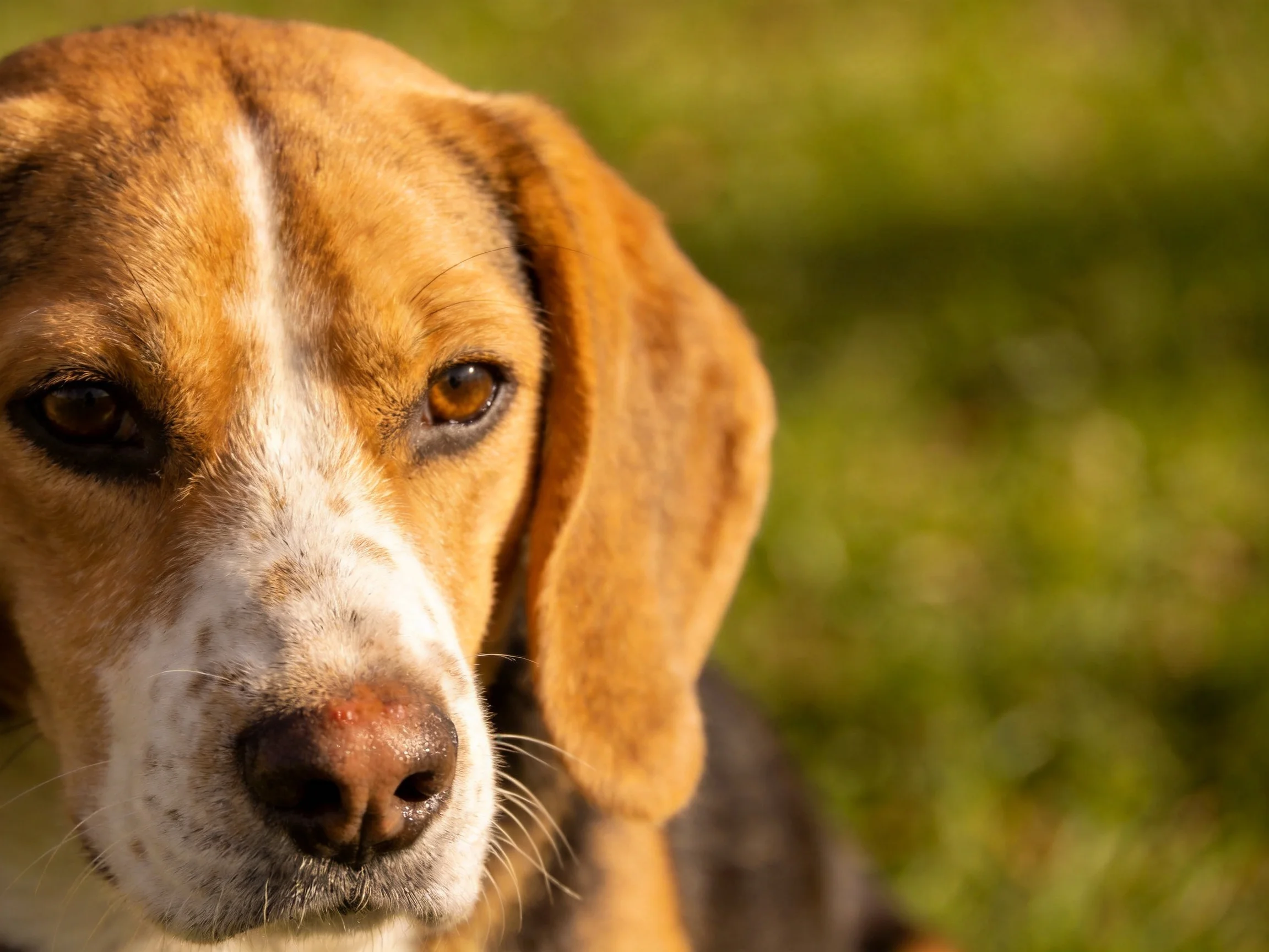 A tan and white beagle is shown up close with a blurred green background.