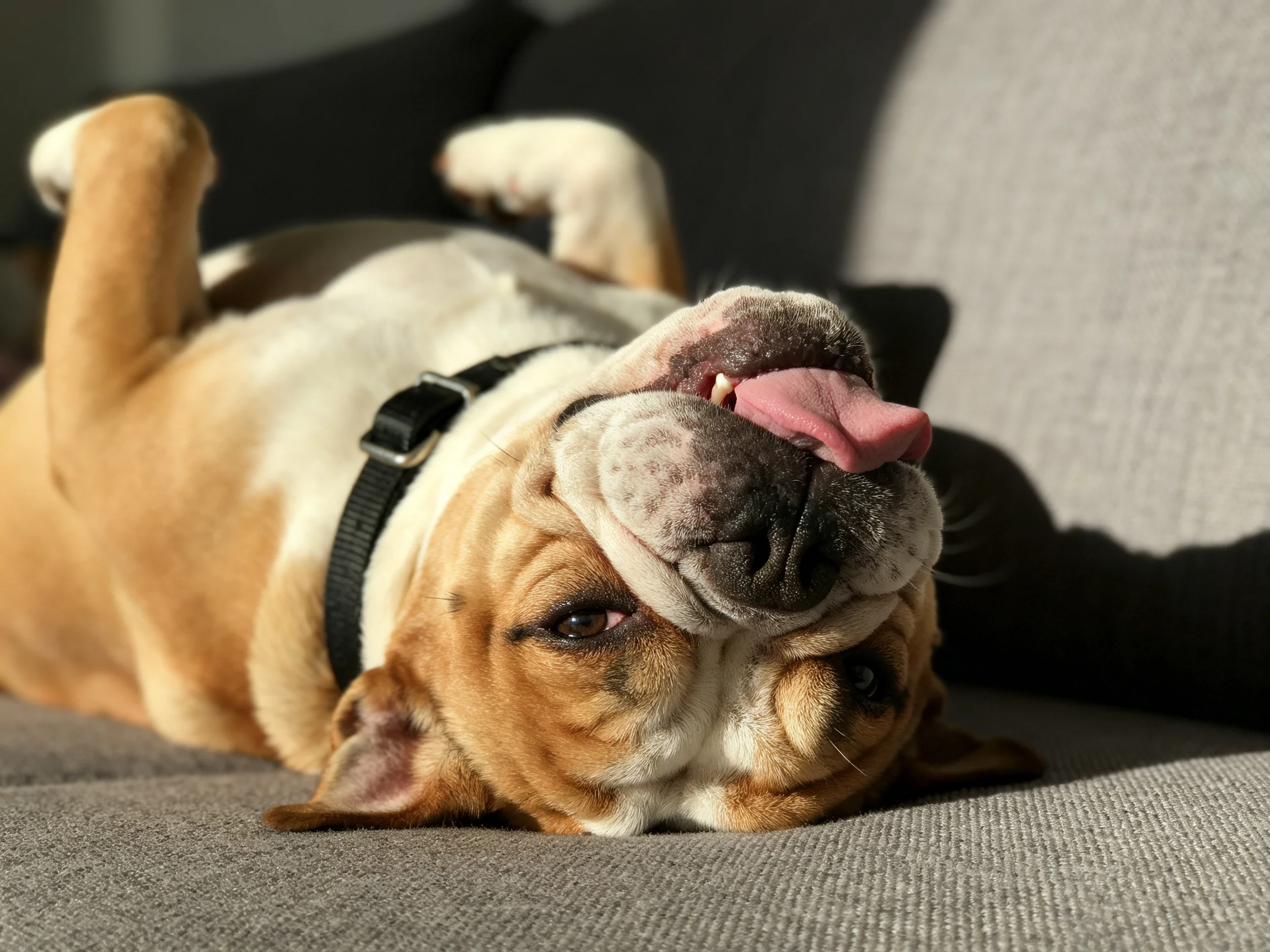 A tan and white bulldog relaxes on a gray couch in bright sunlight
