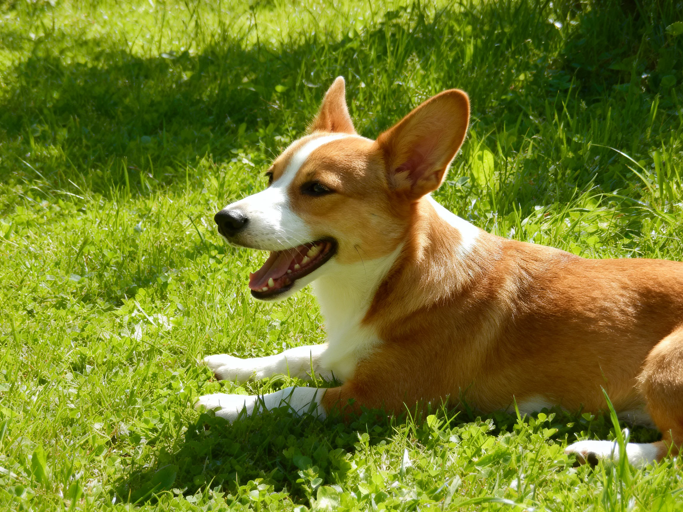 A tan and white corgi rests contentedly on lush green grass